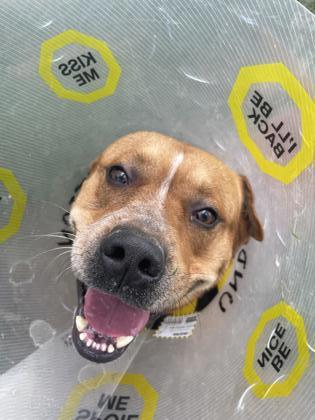 Enlarge Kip, a Adoptable mixed breed in St. Anne, IL image 1/2