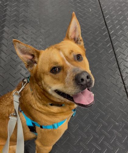 Kip, Adoptable, Adult Male Cattle Dog & Mixed Breed.