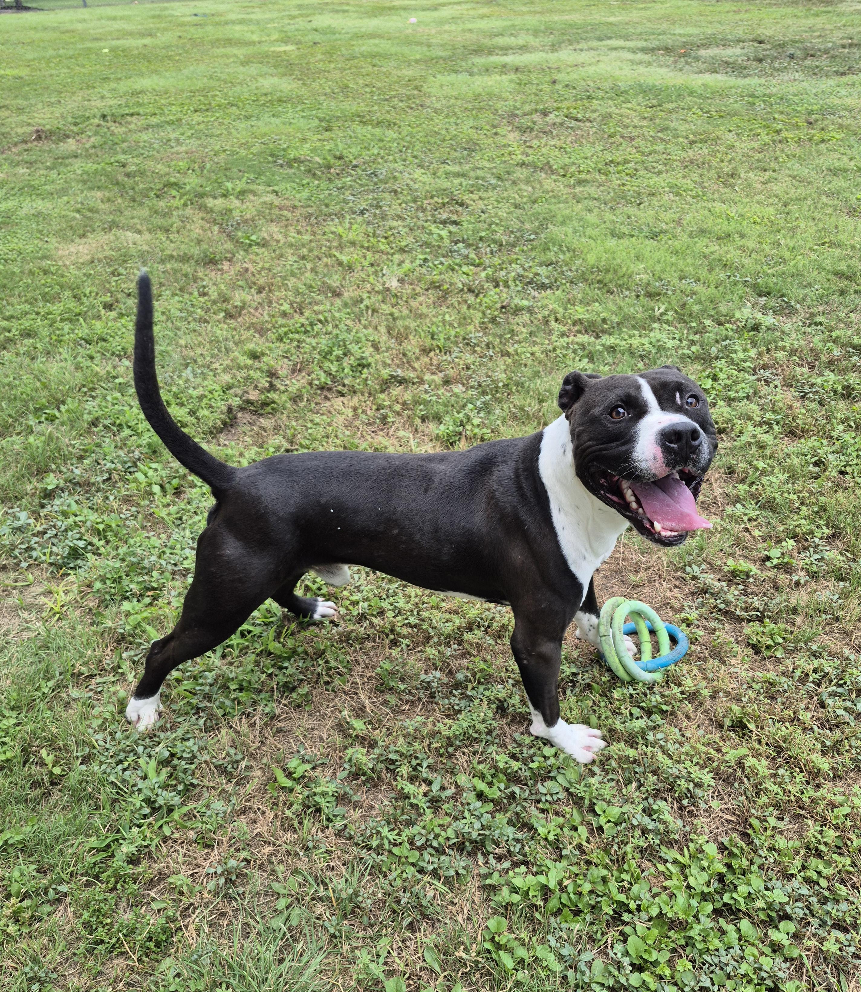 Chaco, a ADOPTABLE Pit Bull Terrier in Schertz, TX image 4/5