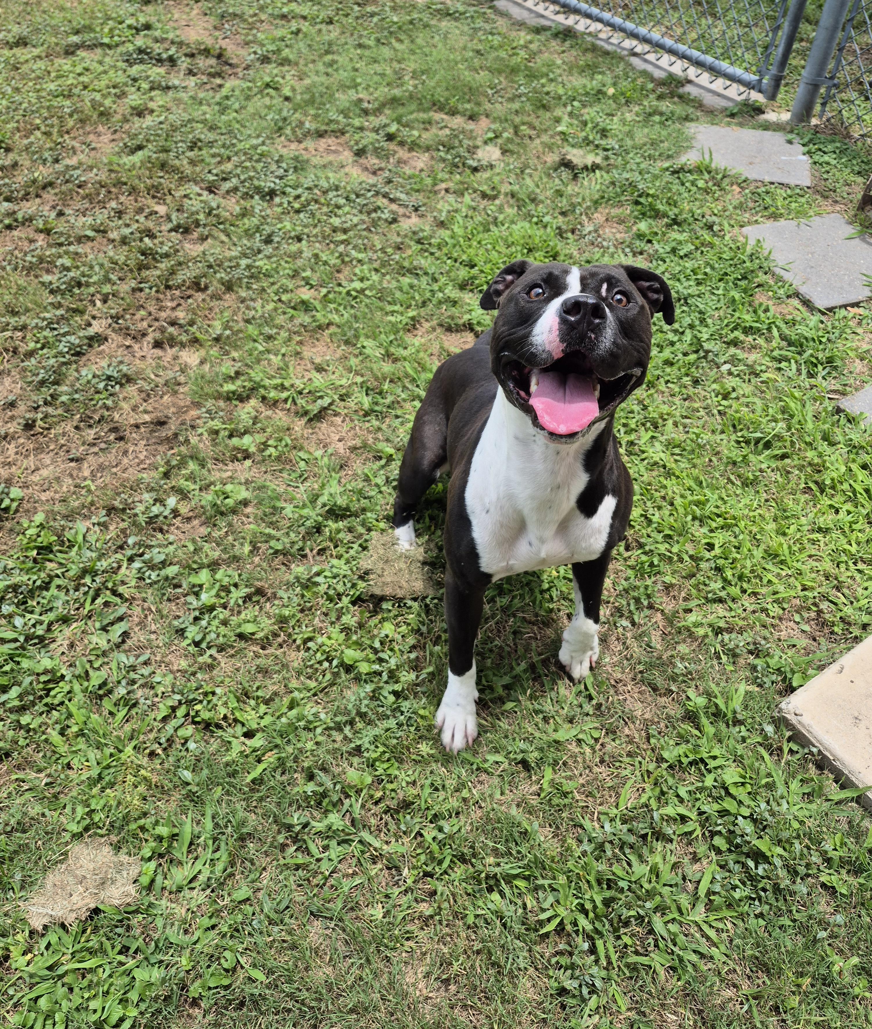 Chaco, a ADOPTABLE Pit Bull Terrier in Schertz, TX image 5/5