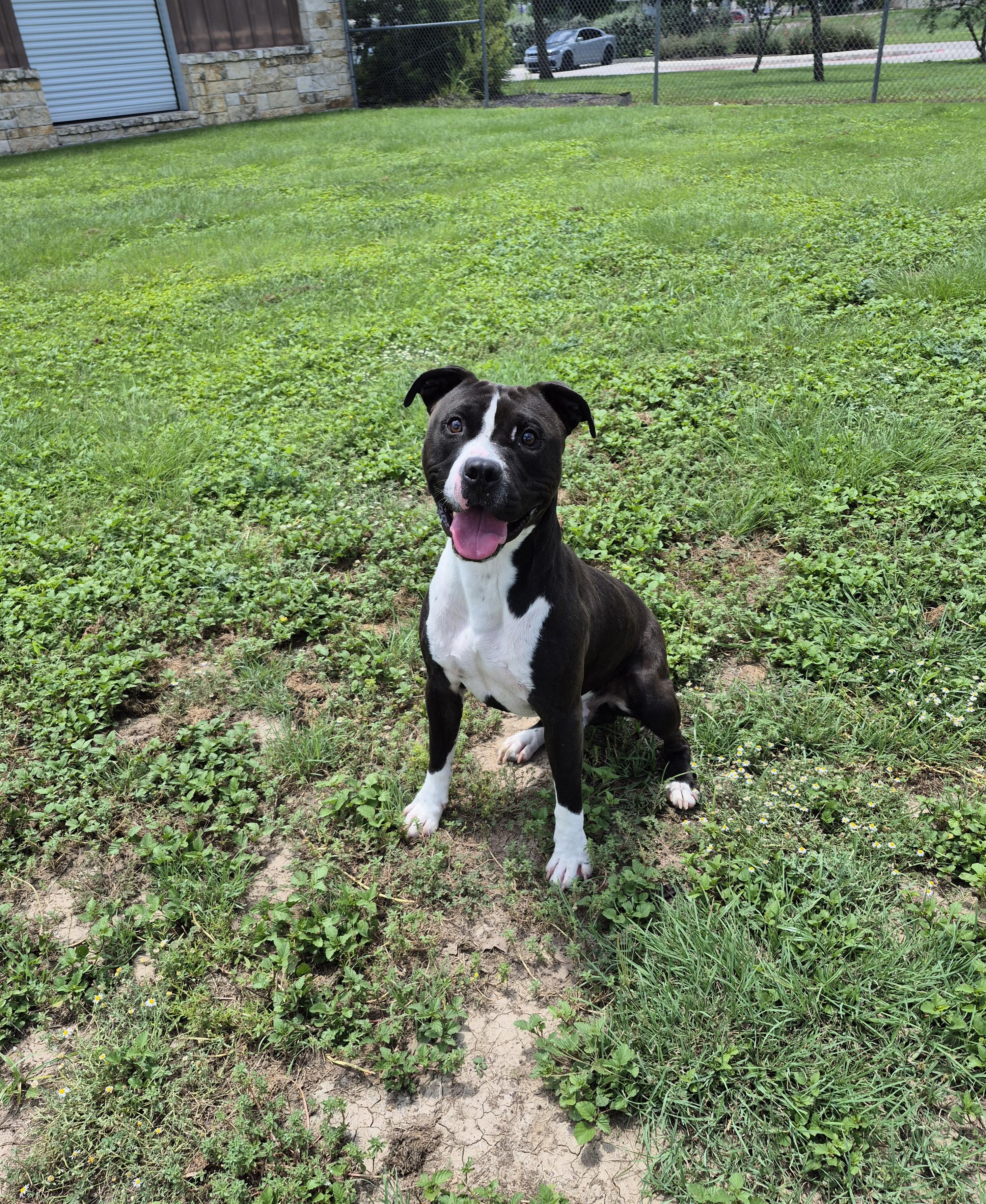 Chaco, ADOPTABLE, Adult Male Pit Bull Terrier.