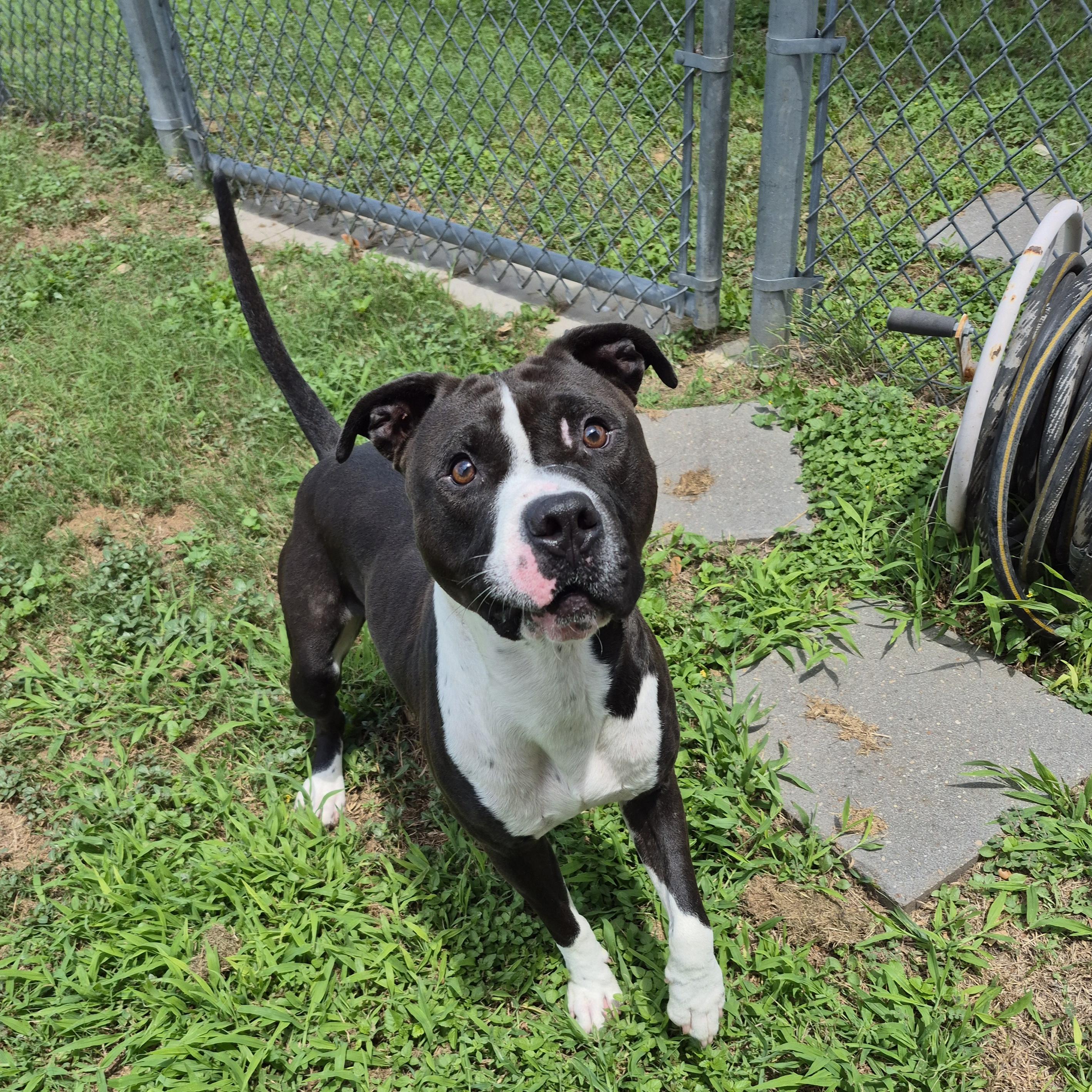 Chaco, a ADOPTABLE Pit Bull Terrier in Schertz, TX image 3/5