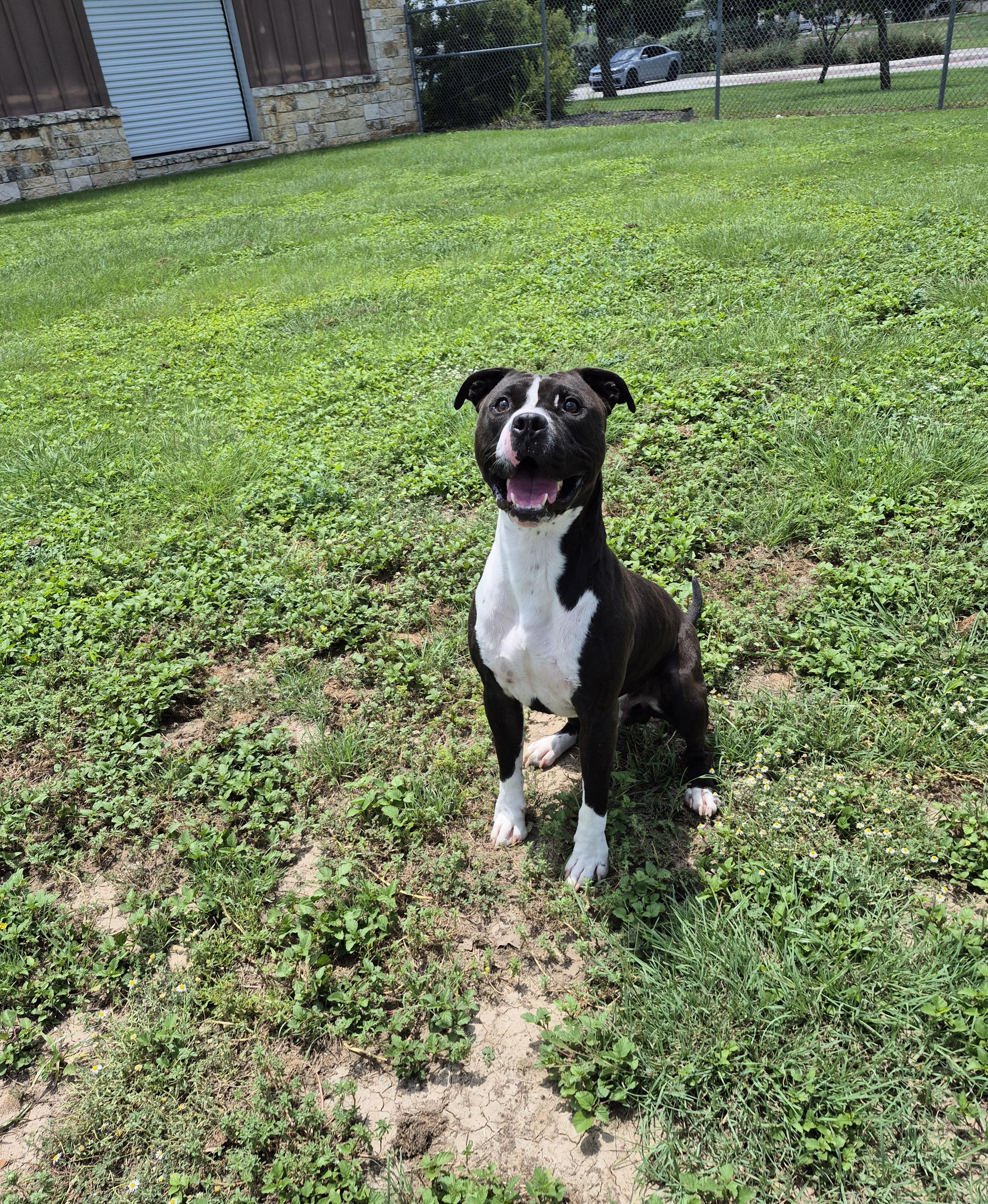 Chaco, a ADOPTABLE Pit Bull Terrier in Schertz, TX image 2/5