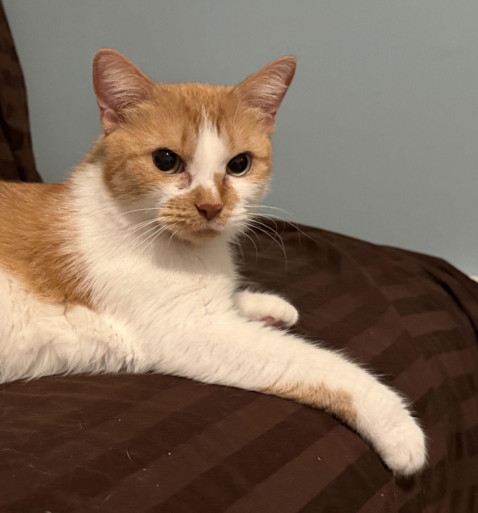 Janice, Adoptable, Young Female Domestic Short Hair.