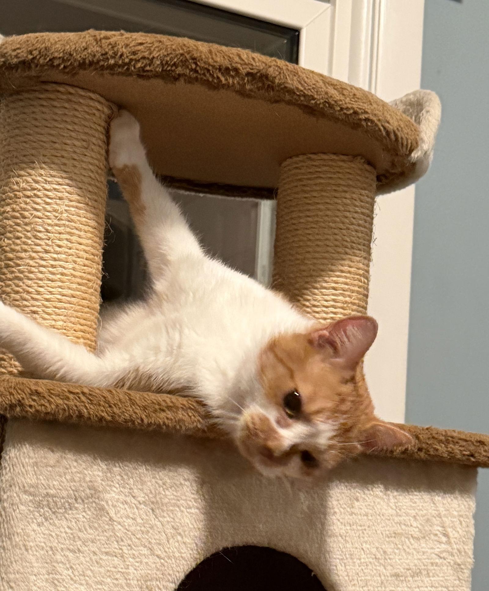 Enlarge Janice, a Adoptable Domestic Short Hair in Stewartsville, NJ image 2/3