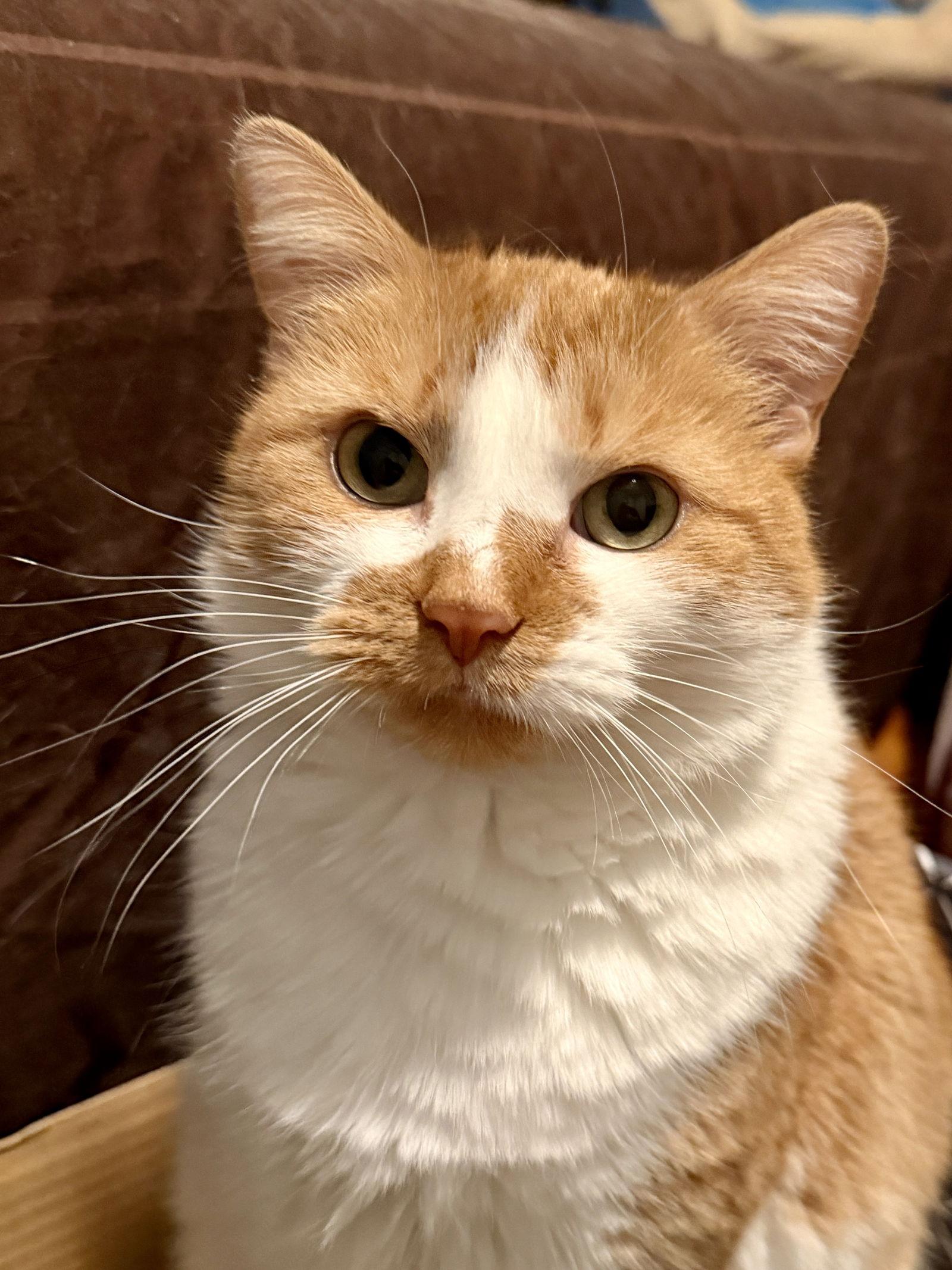 Enlarge Janice, a Adoptable Domestic Medium Hair in Stewartsville, NJ image 3/3