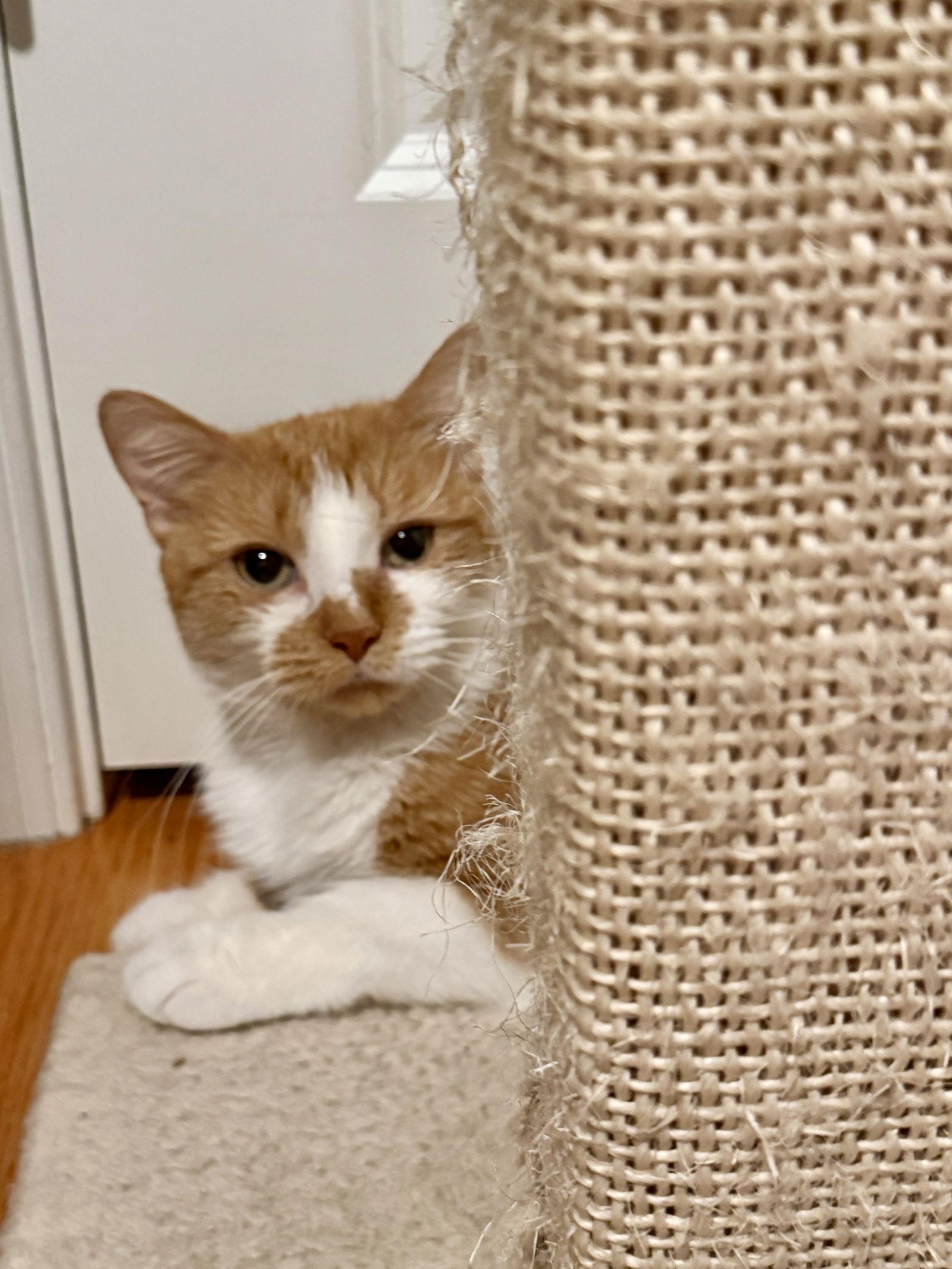 Enlarge Janice, a Adoptable Domestic Short Hair in Stewartsville, NJ image 3/3