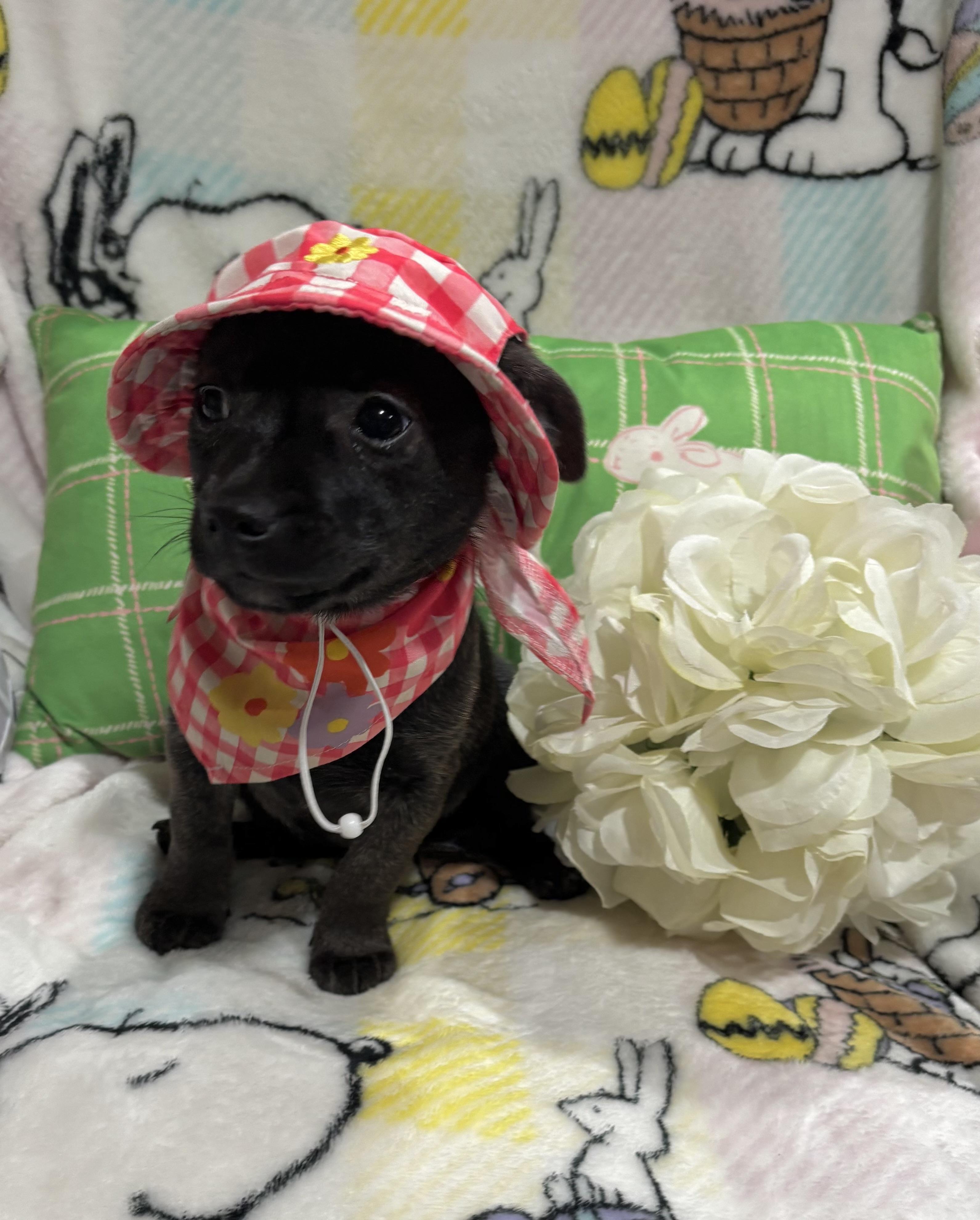 Enlarge Toadette, a ADOPTABLE mixed breed in Foster, OR image 6/6