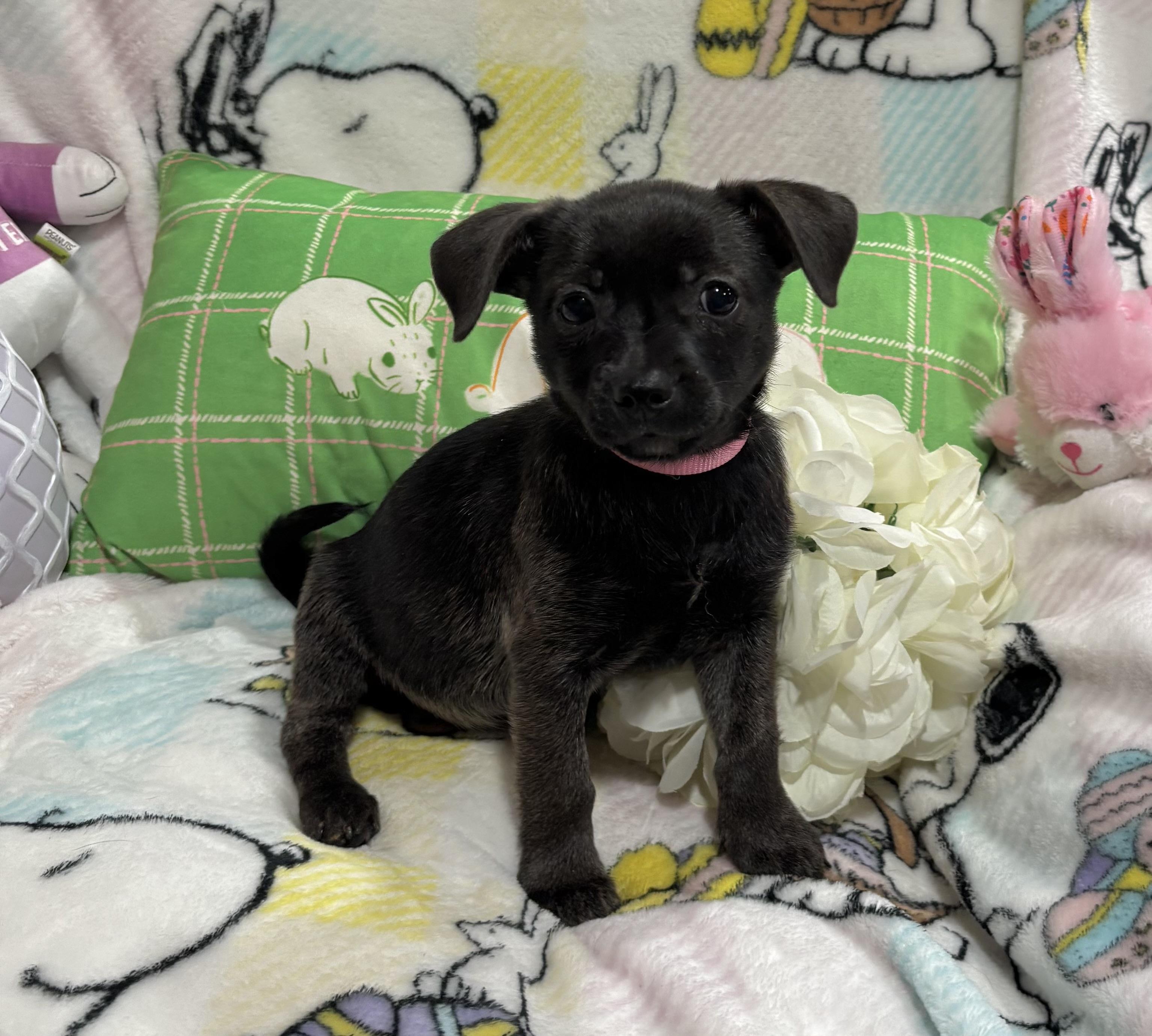 Enlarge Toadette, a ADOPTABLE mixed breed in Foster, OR image 4/6