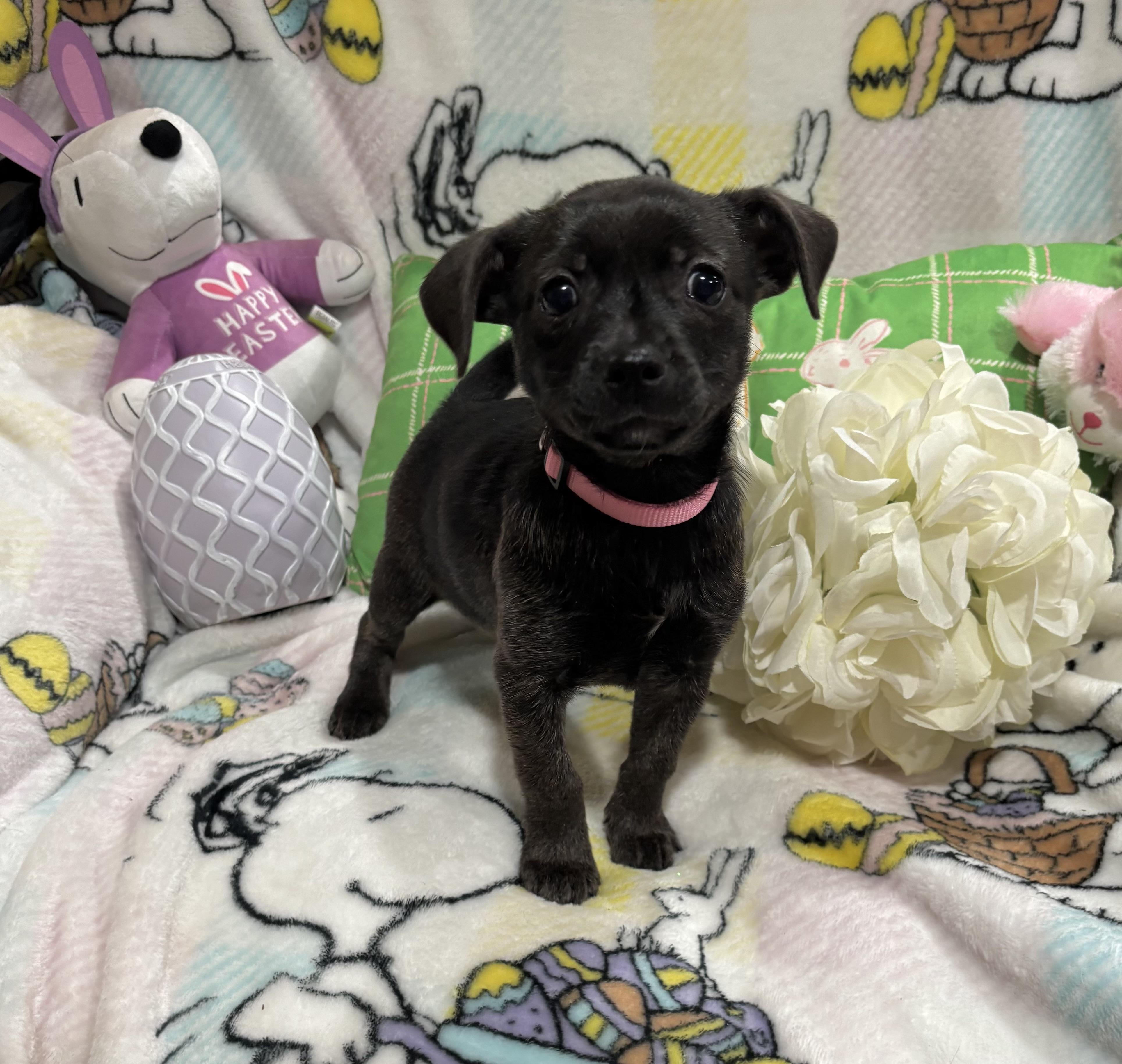 Enlarge Toadette, a ADOPTABLE mixed breed in Foster, OR image 5/6