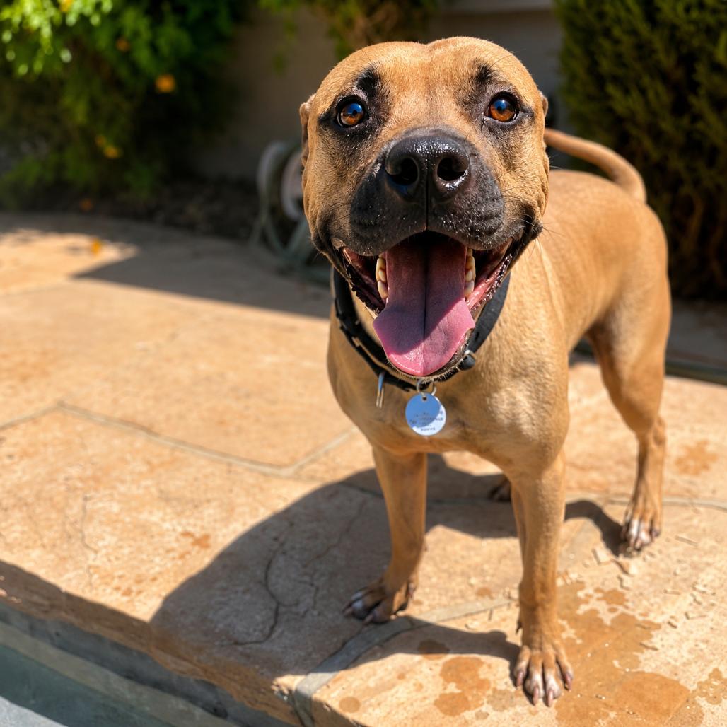 Enlarge Dozen, a Adoptable mixed breed in Phoenix, AZ image 1/6