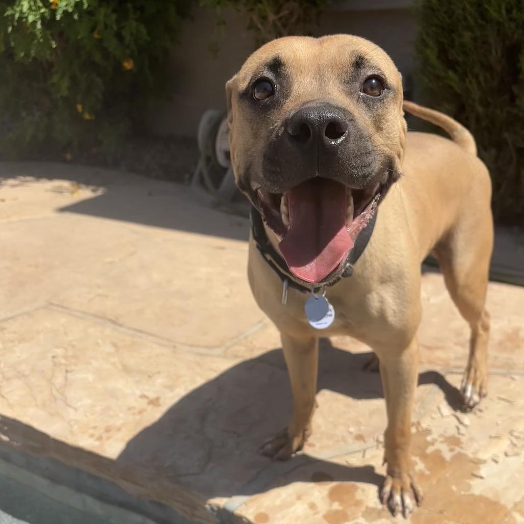 Dozen, Adoptable, Adult Male Redbone Coonhound & Mountain Cur.