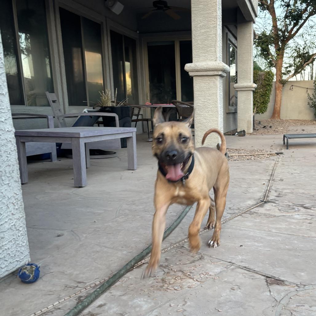 Enlarge Dozen, a Adoptable mixed breed in Phoenix, AZ image 3/6