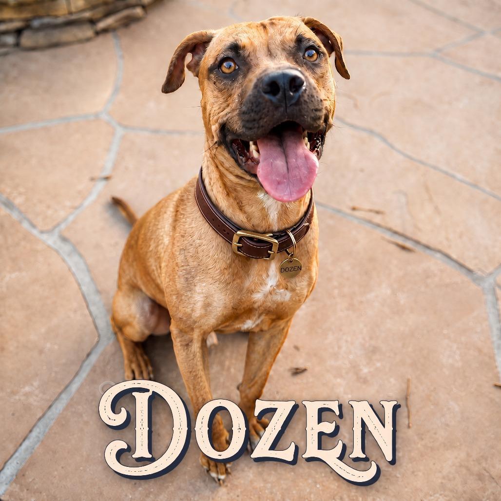 Enlarge Dozen, a Adoptable mixed breed in Phoenix, AZ image 5/6