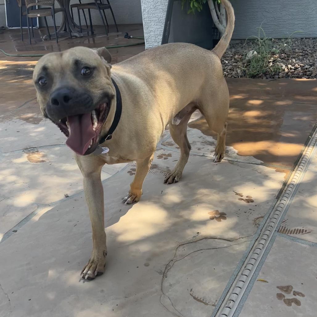 Enlarge Dozen, a Adoptable mixed breed in Phoenix, AZ image 5/6