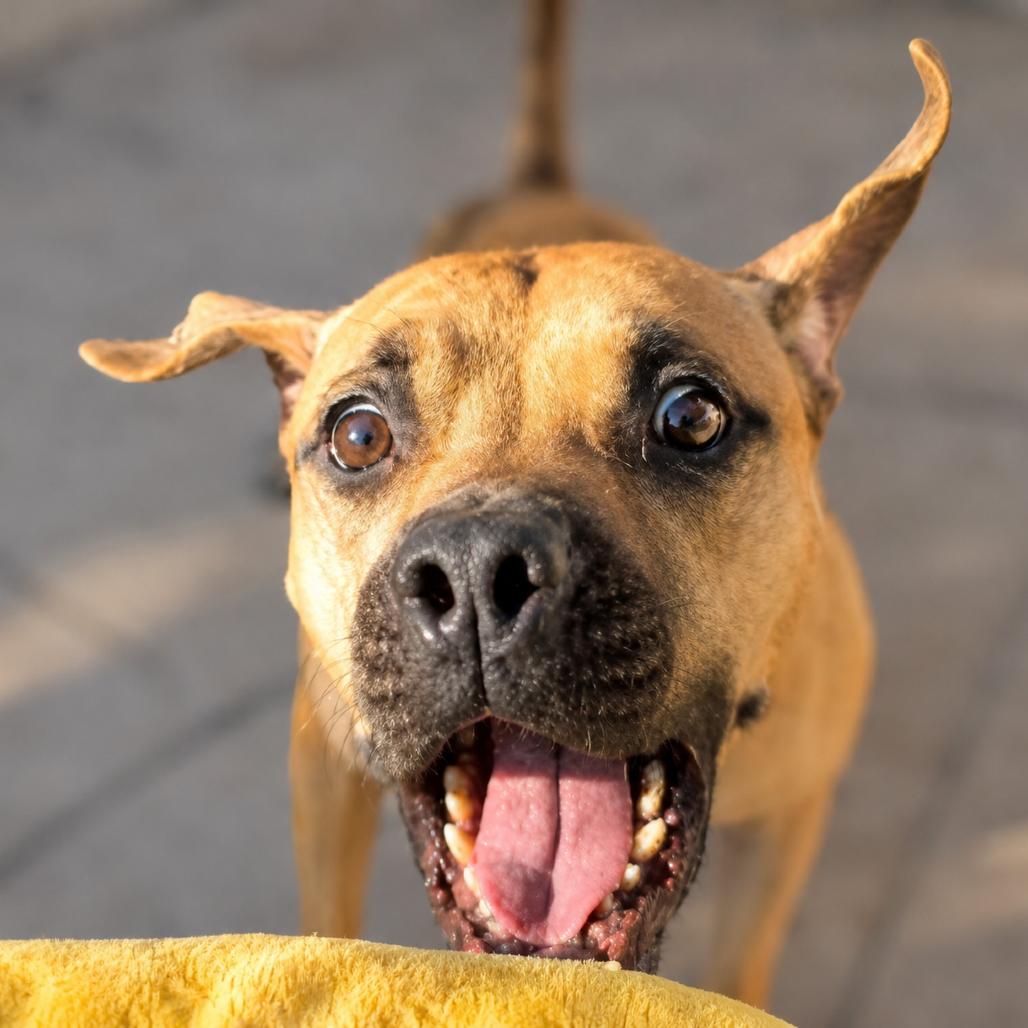 Enlarge Dozen, a Adoptable mixed breed in Phoenix, AZ image 6/6