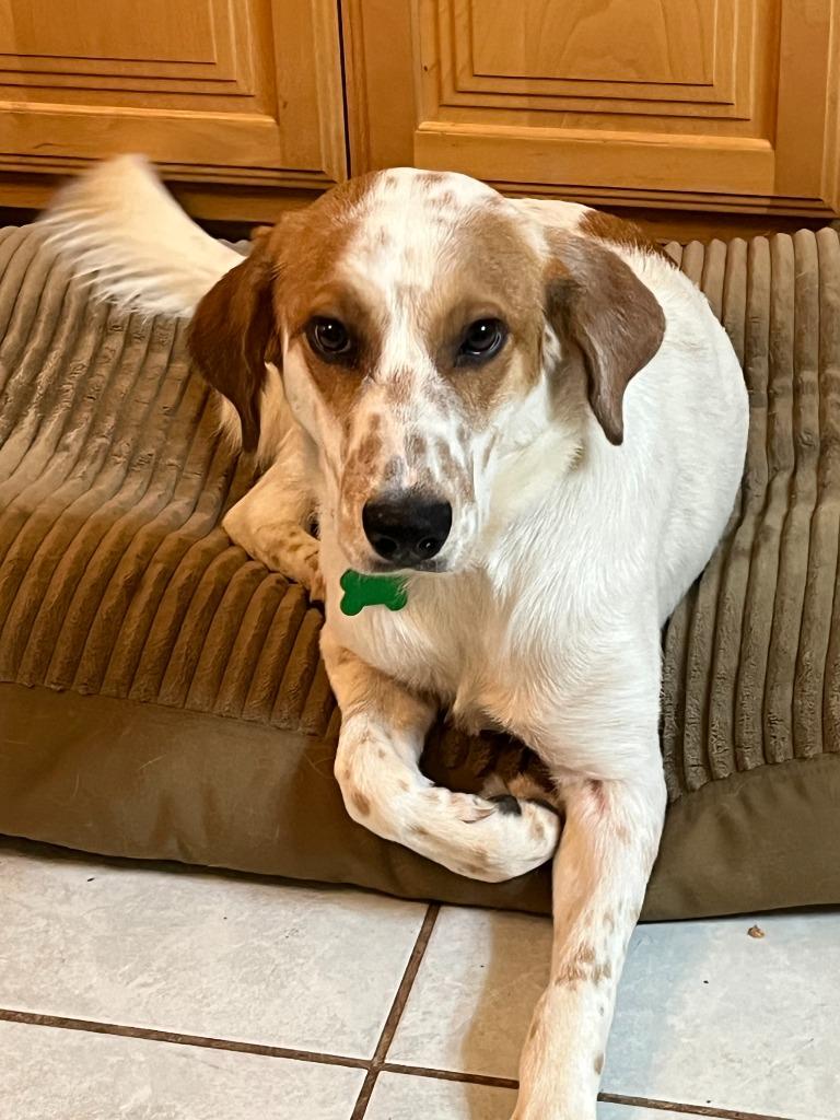 Jenny, Adoptable, Adult Female Terrier & Labrador Retriever.