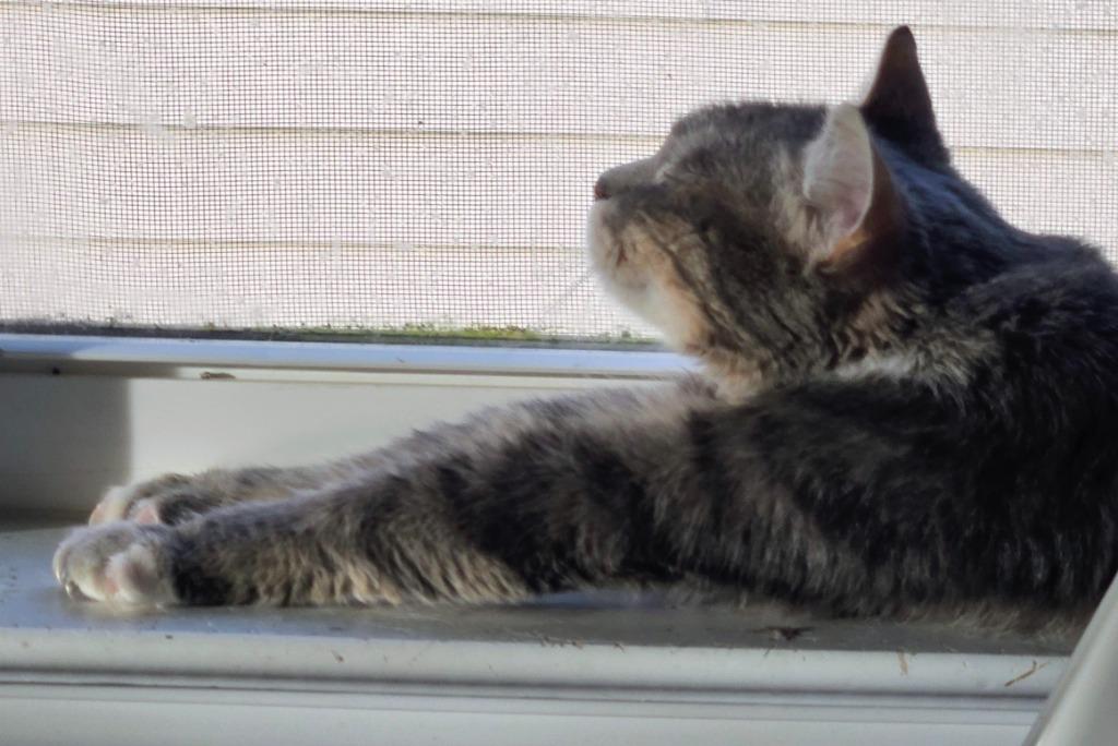 Dove, Adoptable, Young Female Domestic Short Hair.