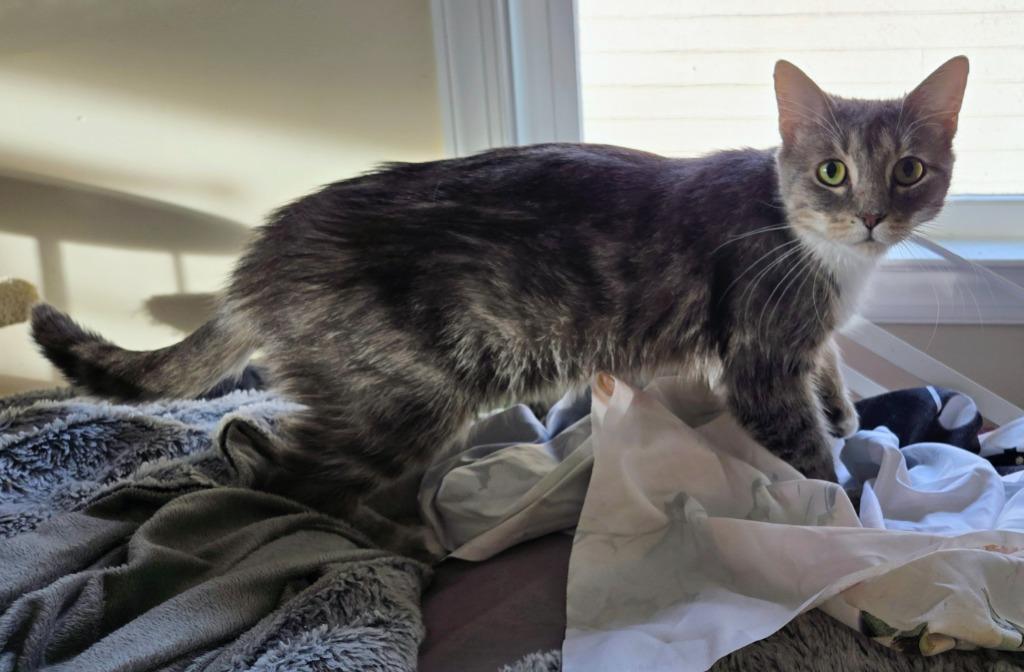 Enlarge Dove, a Adoptable mixed breed in Evans, GA image 2/4