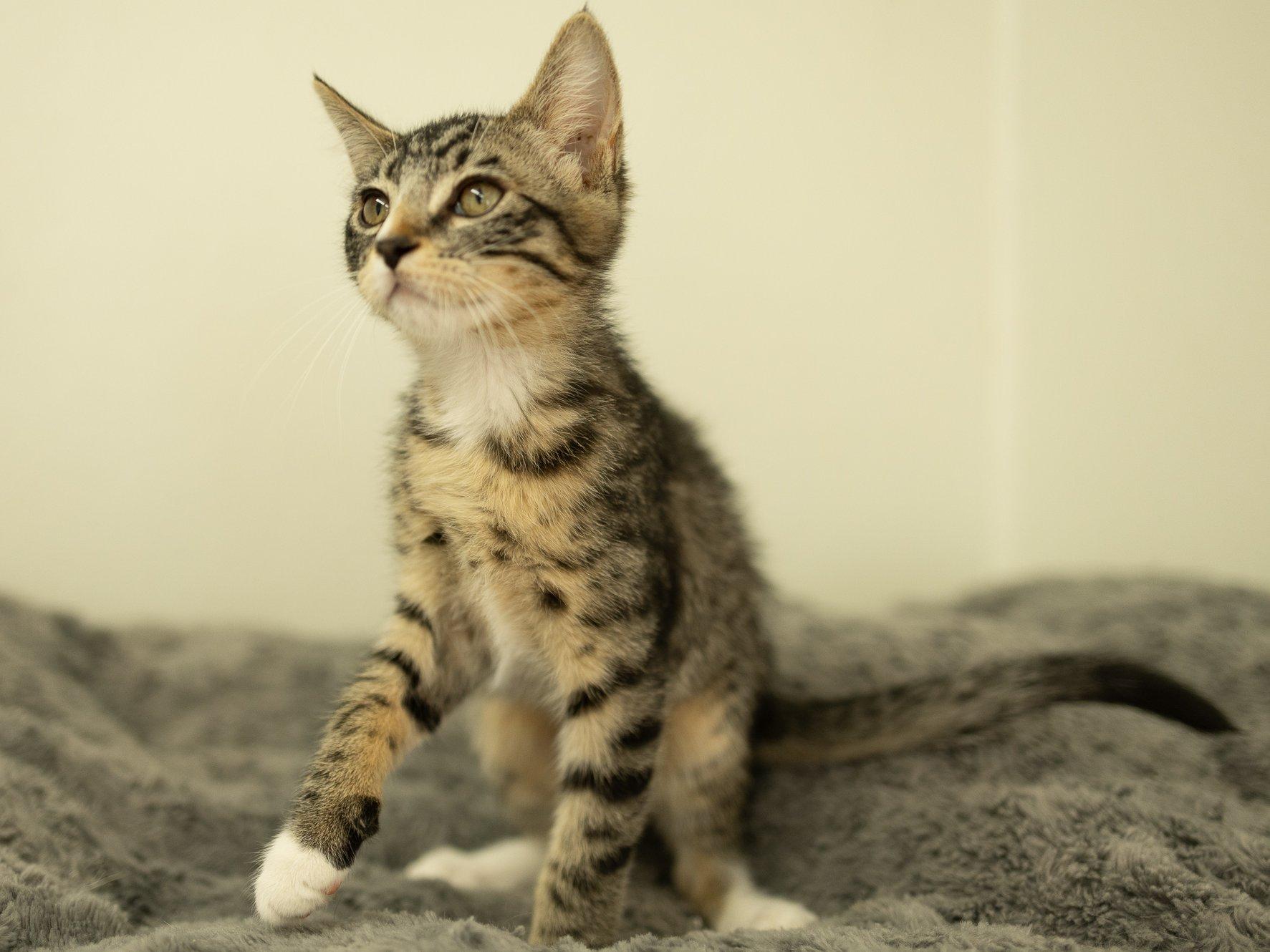 Merle, a ADOPTABLE mixed breed in Republic, WA image 2/6