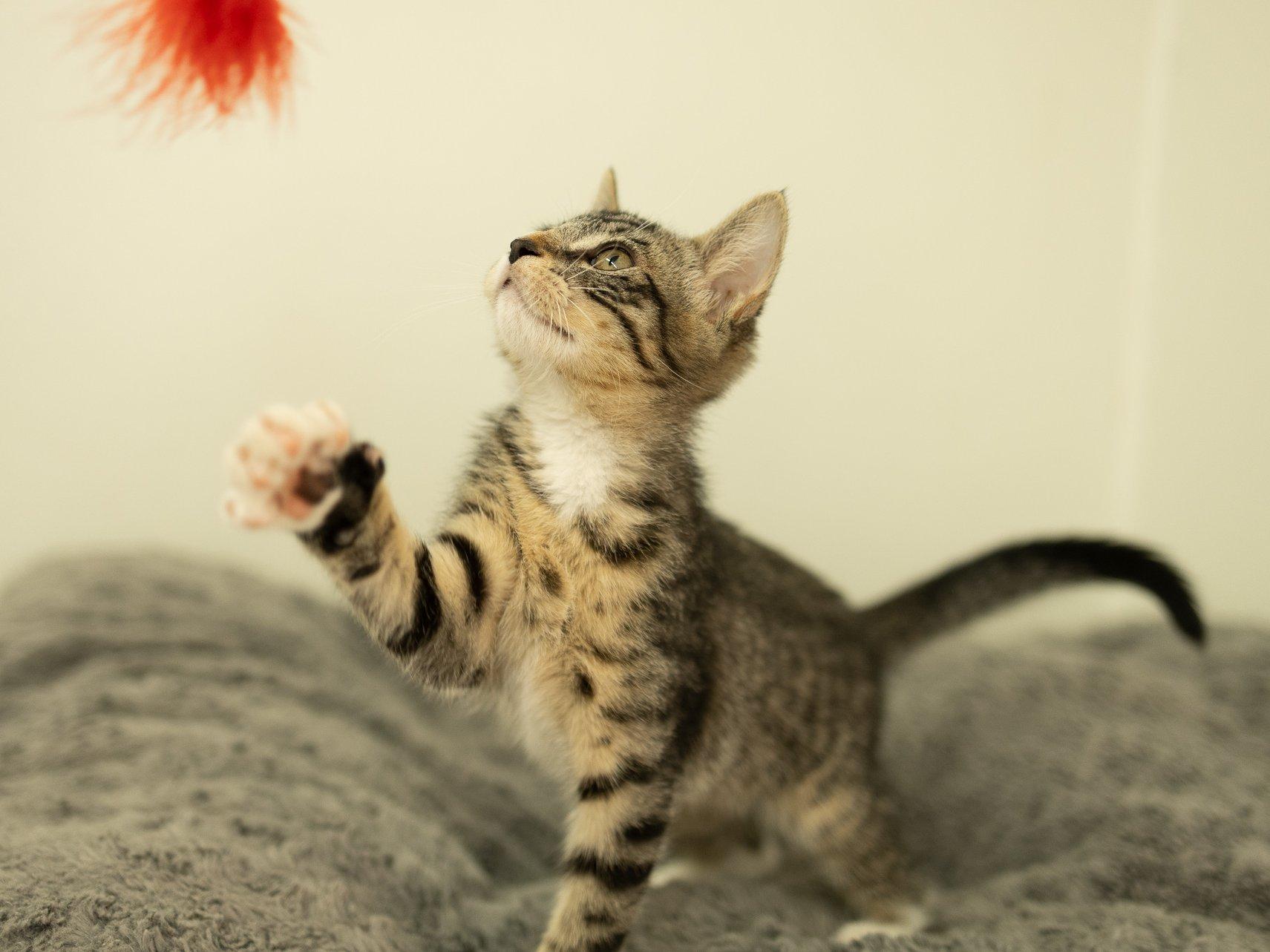 Merle, a ADOPTABLE mixed breed in Republic, WA image 5/6