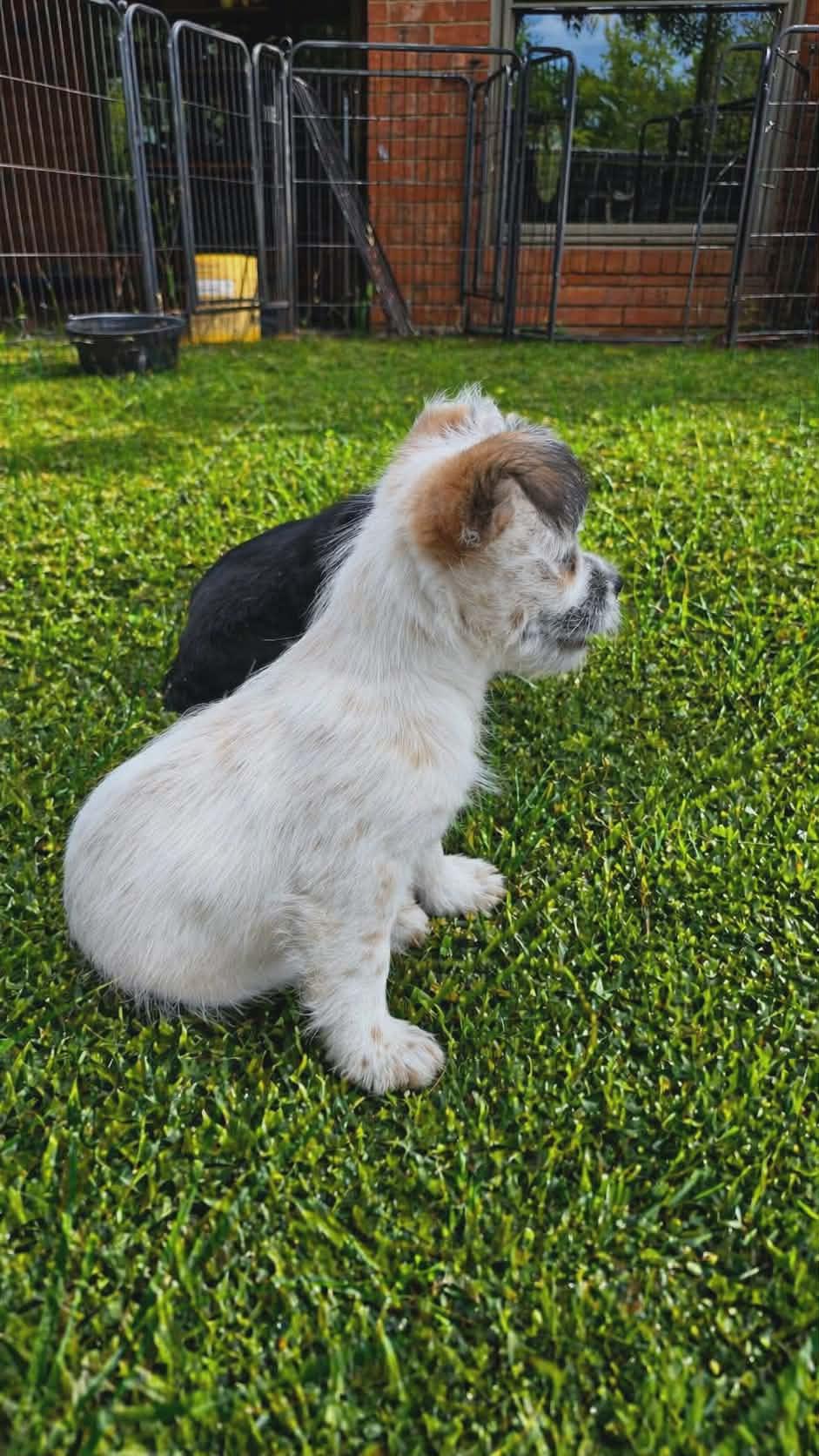Enlarge Bacca, a Adoptable mixed breed in Cheektowaga, NY image 2/5