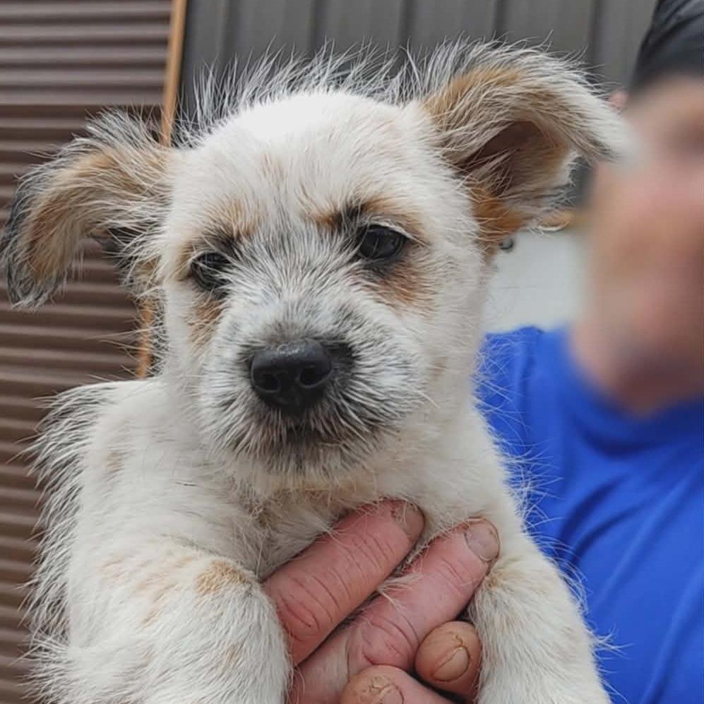 Enlarge Bacca, a Adoptable mixed breed in Cheektowaga, NY image 1/5