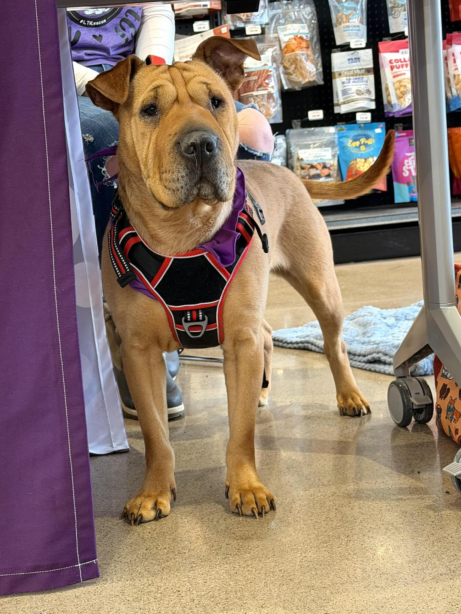 Penny Lane, Adoptable, Adult Female Shar-Pei.
