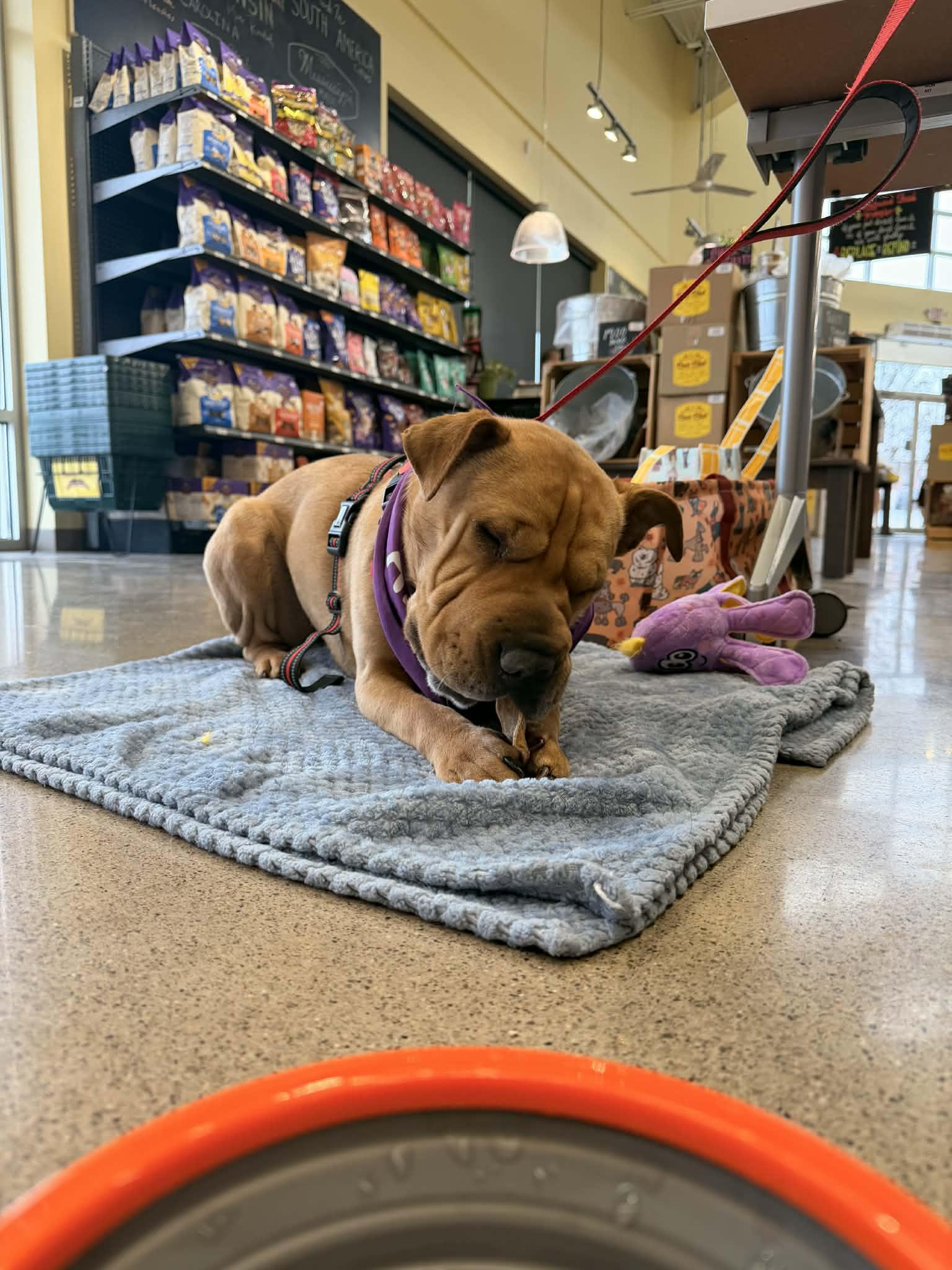 Penny Lane, a Adoptable Shar-Pei in Fort Thomas, KY image 2/3