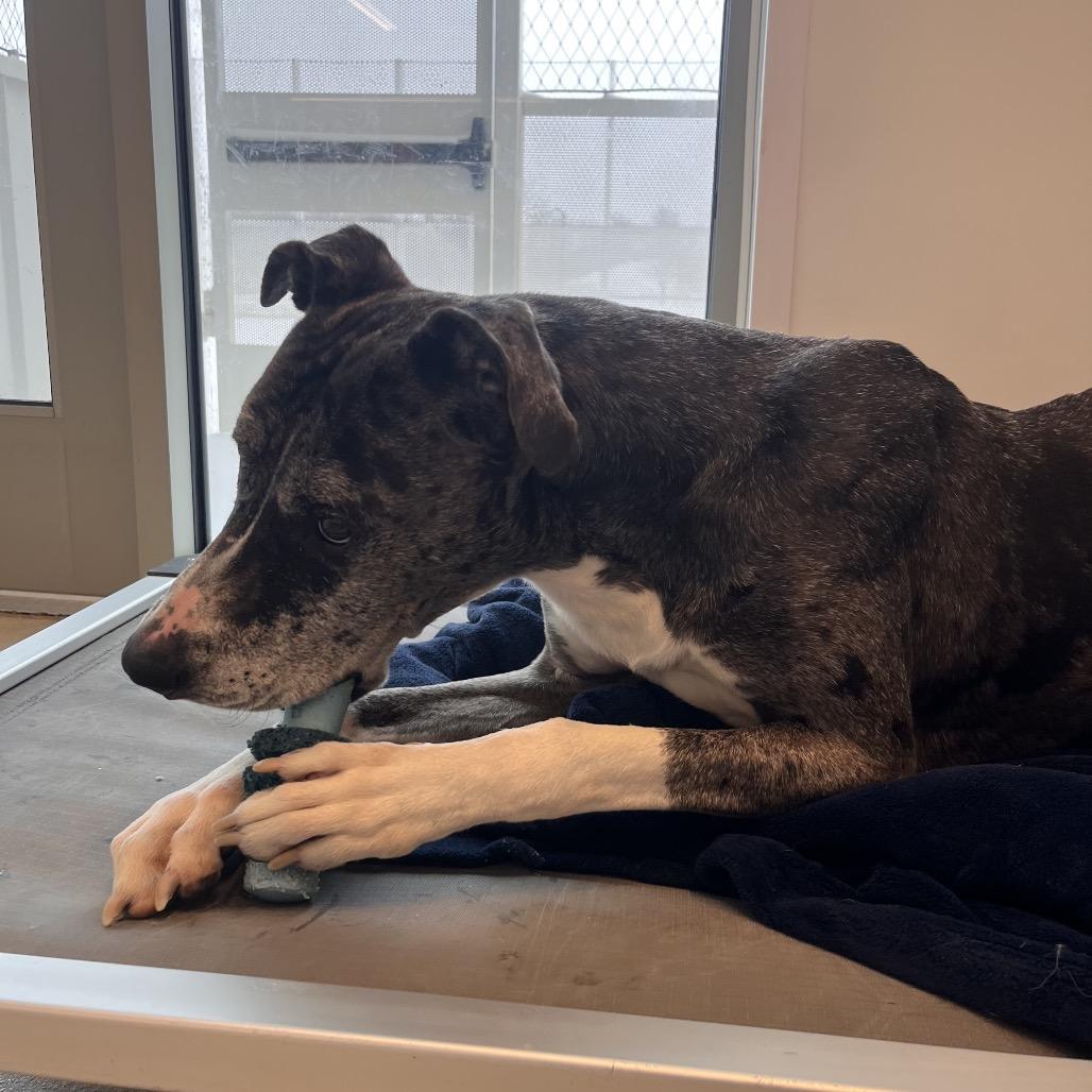 Stoney, Adoptable, Adult Male Great Dane.