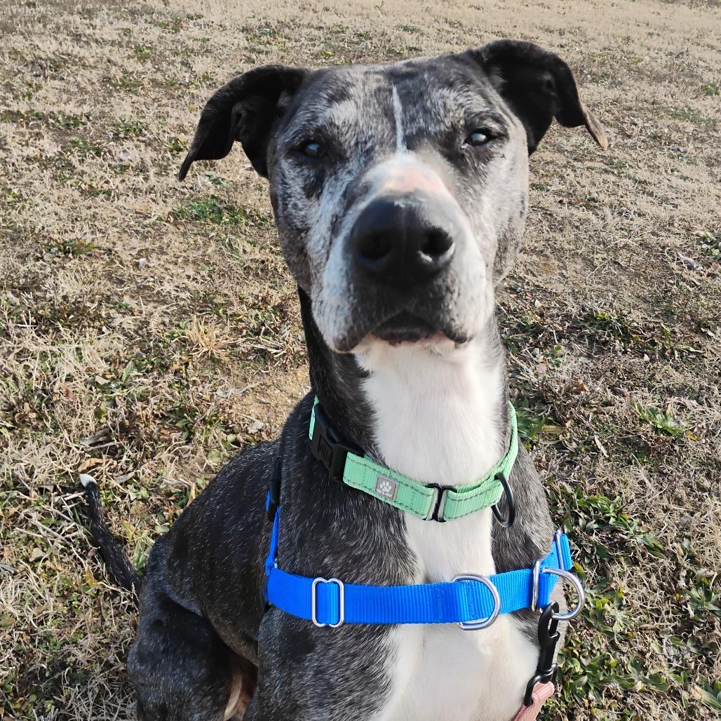 Stoney, Adoptable, Adult Male Great Dane.