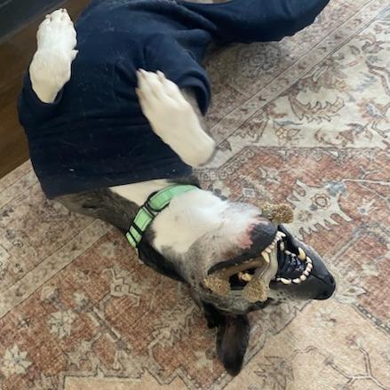 Enlarge Stoney, a Adoptable mixed breed in Bentonville, AR image 3/6