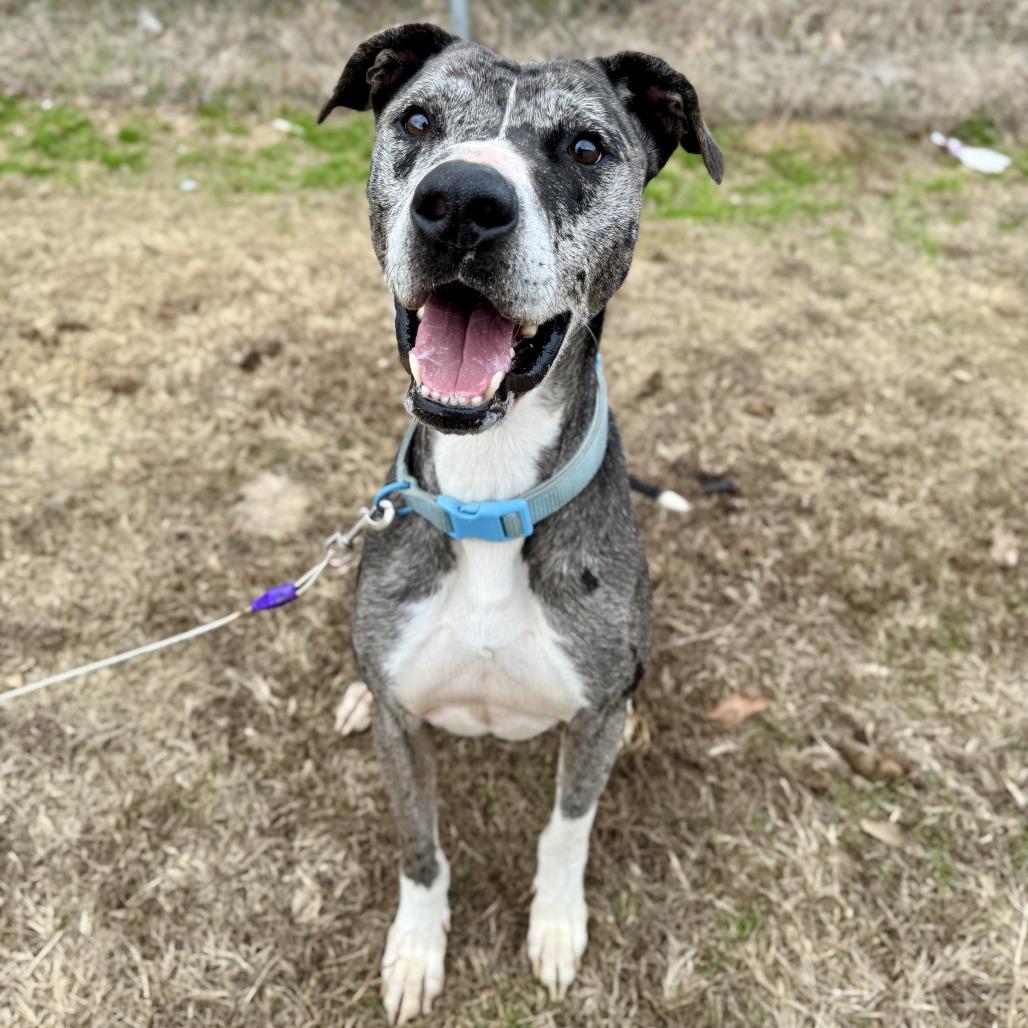 Enlarge Stoney, a Adoptable mixed breed in Bentonville, AR image 4/6