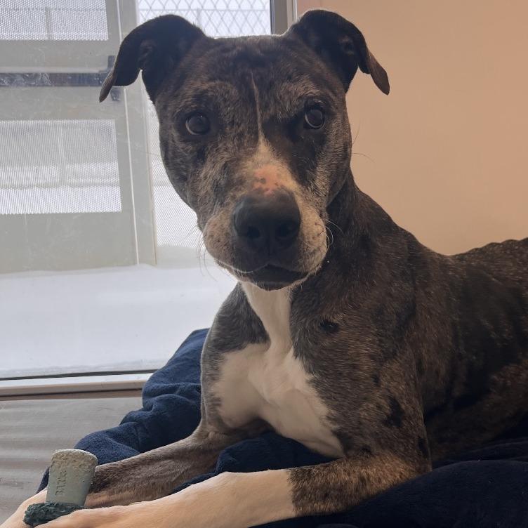 Enlarge Stoney, a Adoptable mixed breed in Bentonville, AR image 5/6