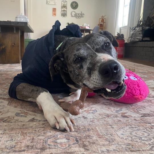 Enlarge Stoney, a Adoptable mixed breed in Bentonville, AR image 6/6