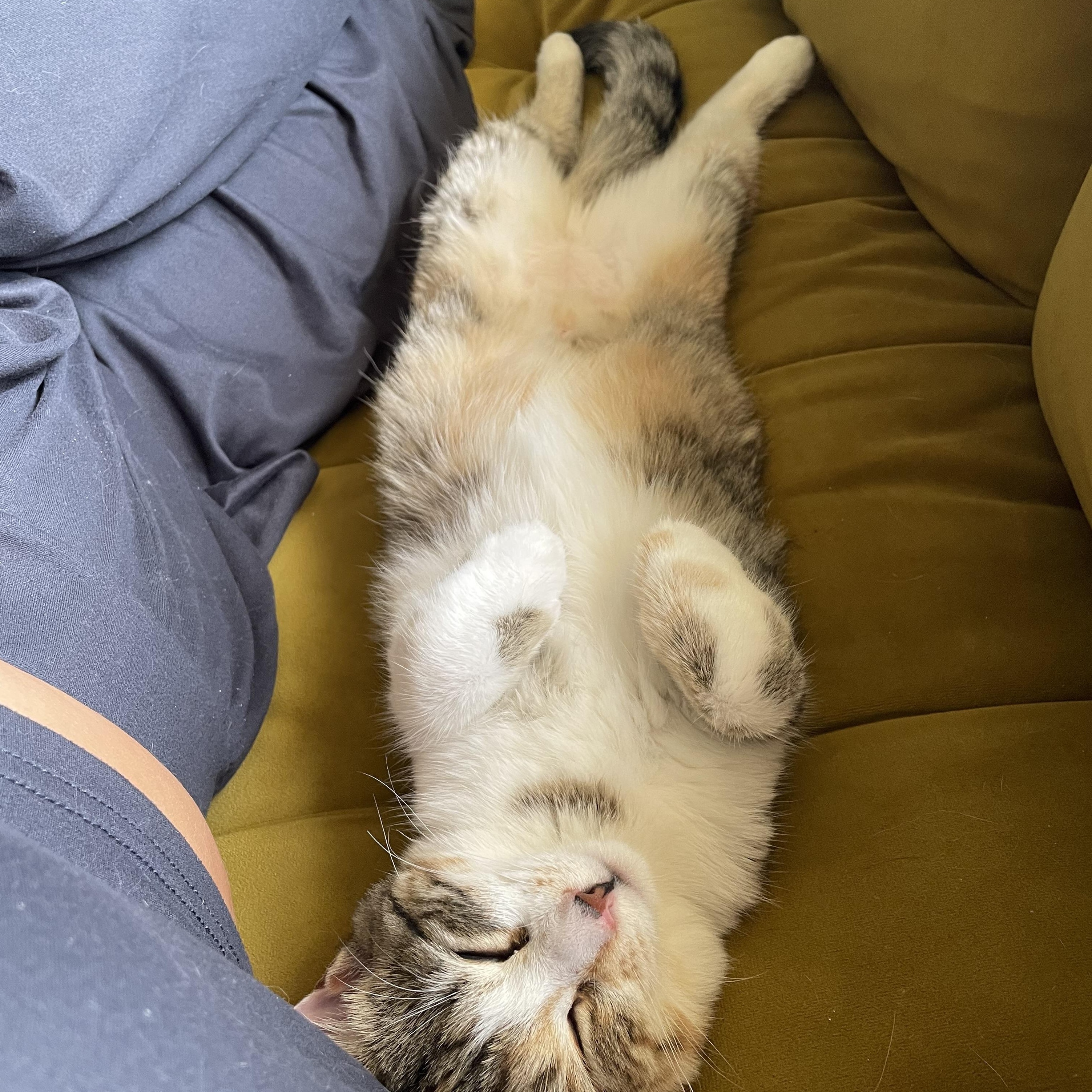 Bobbie Scratchit, a Adoptable Domestic Short Hair in Wadsworth, IL image 3/5