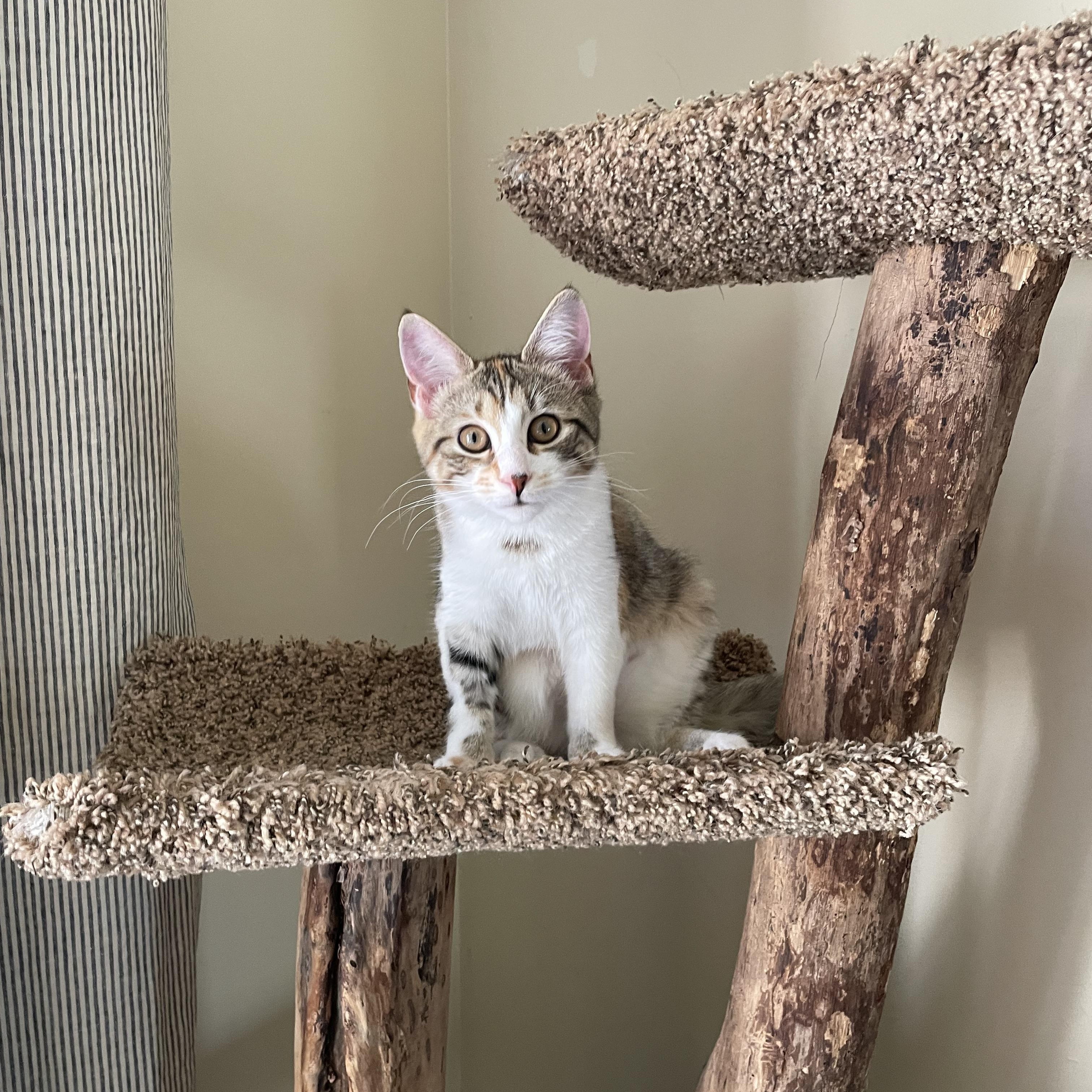 Bobbie Scratchit, a Adoptable Domestic Short Hair in Wadsworth, IL image 2/5