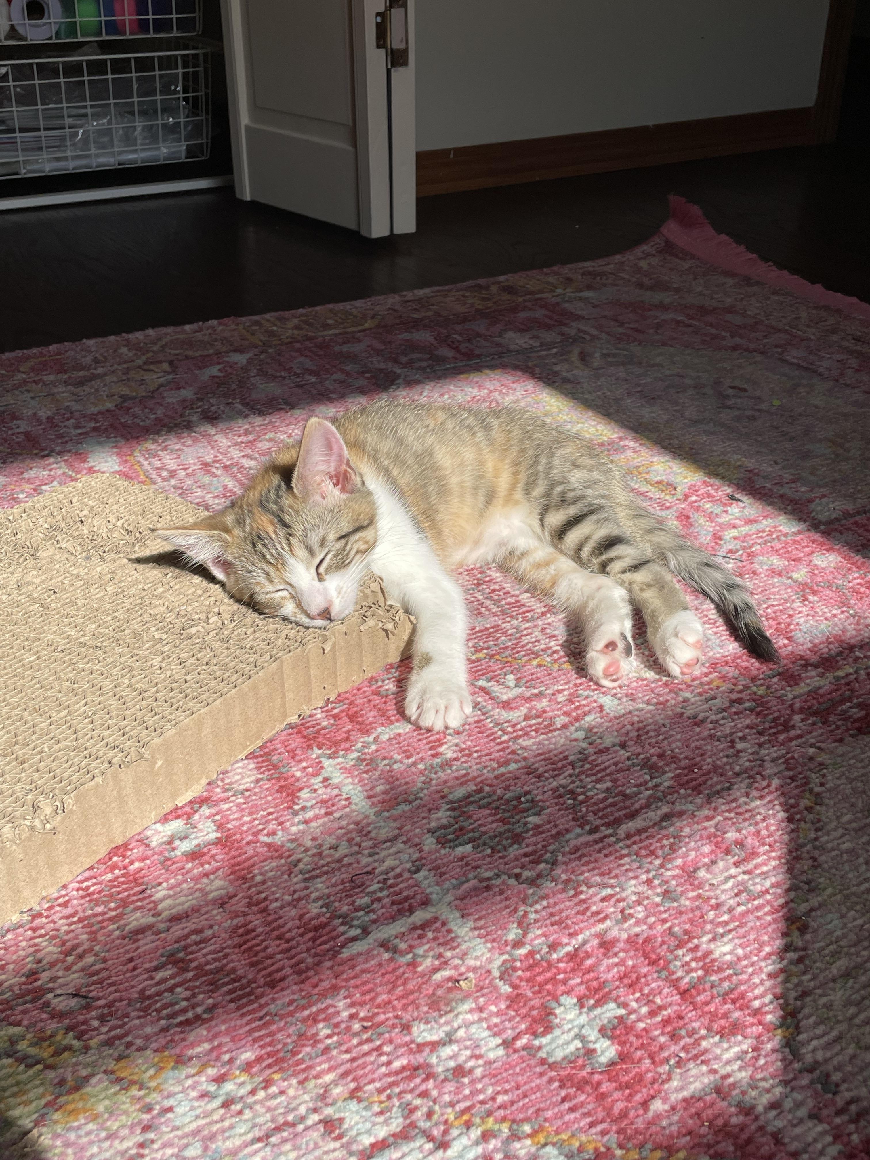 Bobbie Scratchit, a Adoptable Domestic Short Hair in Wadsworth, IL image 5/5