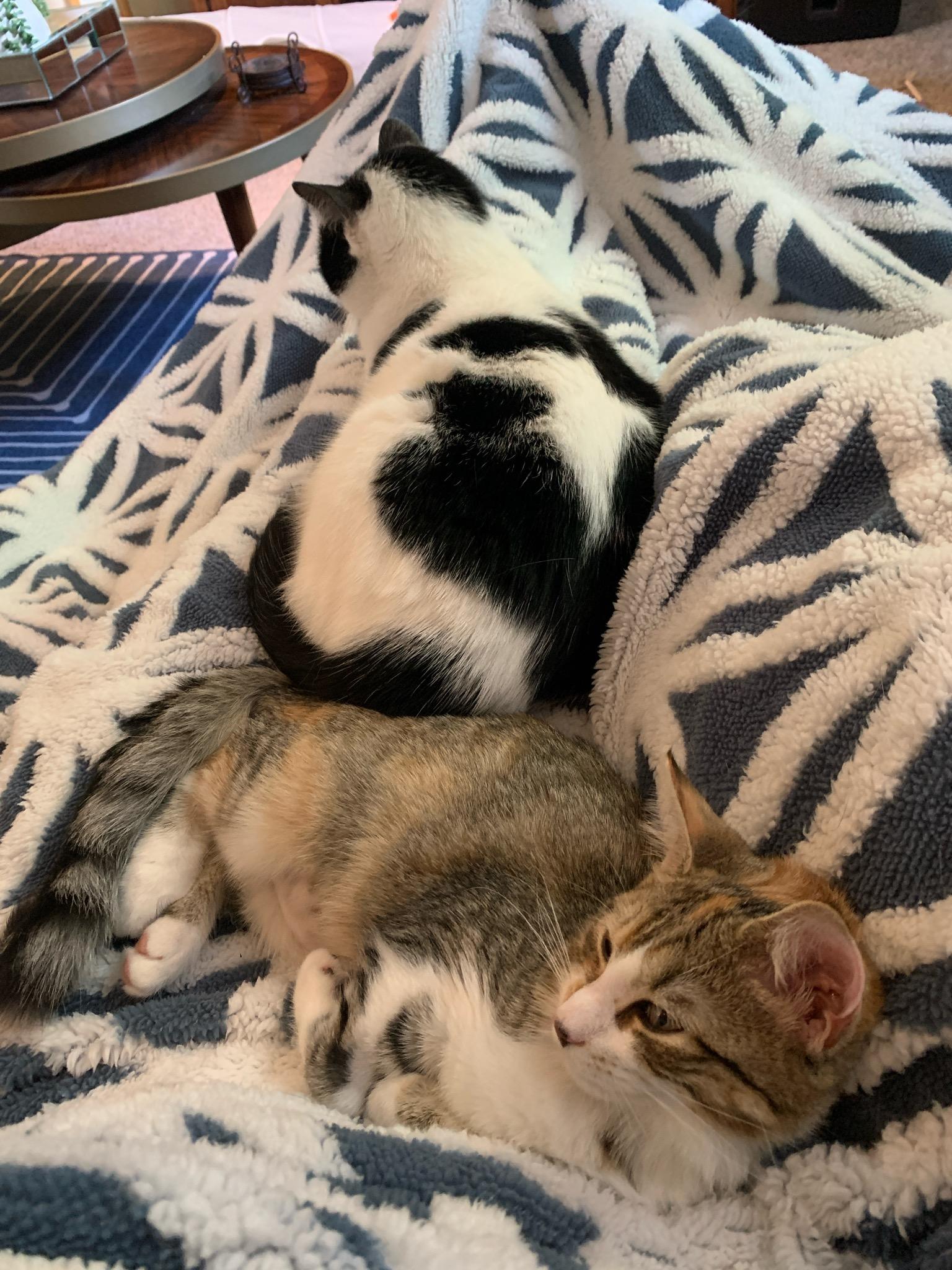 Bobbie Scratchit, a Adoptable Domestic Short Hair in Wadsworth, IL image 4/5