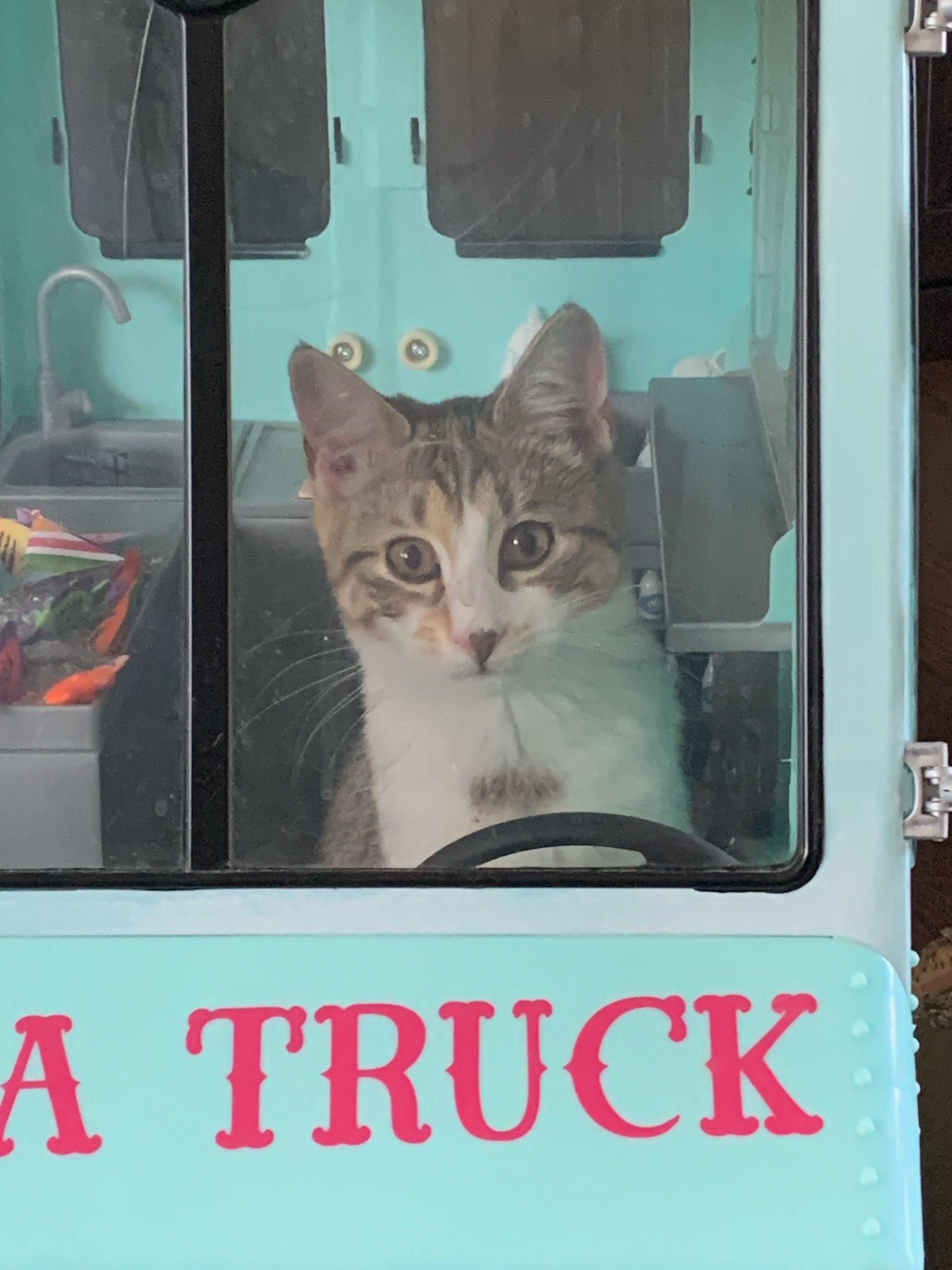 Bobbie Scratchit, a Adoptable Domestic Short Hair in Wadsworth, IL image 1/5