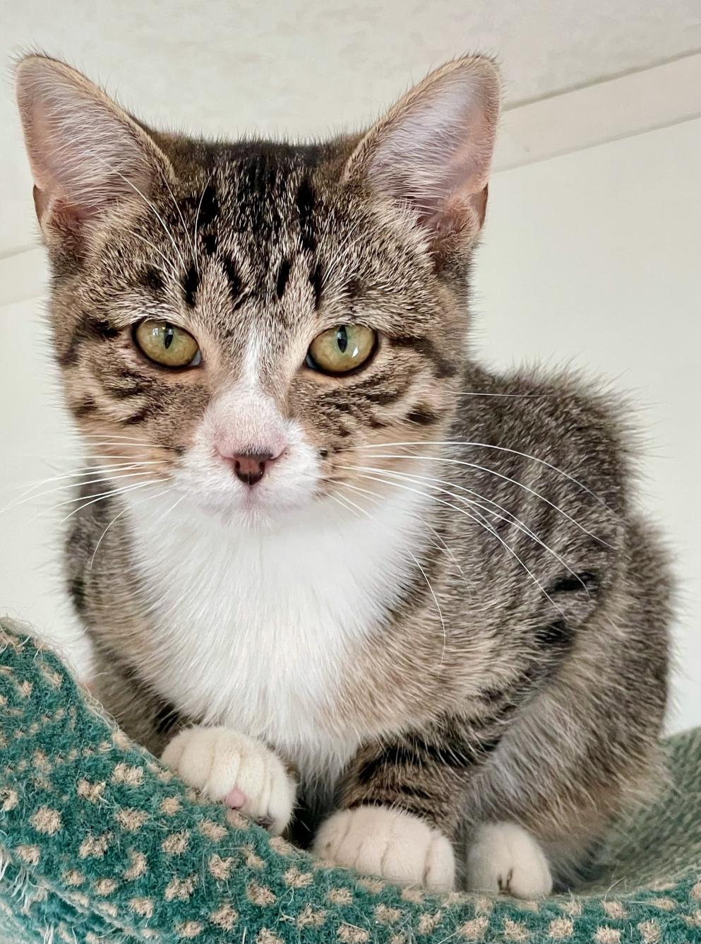 Beyonce, Adoptable, Kitten Female Tabby & Domestic Short Hair.