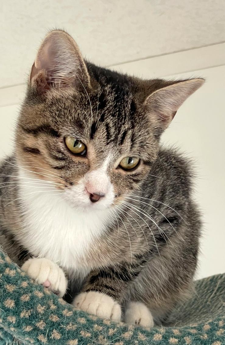 Beyonce, a Adoptable mixed breed in Lacon, IL image 3/3