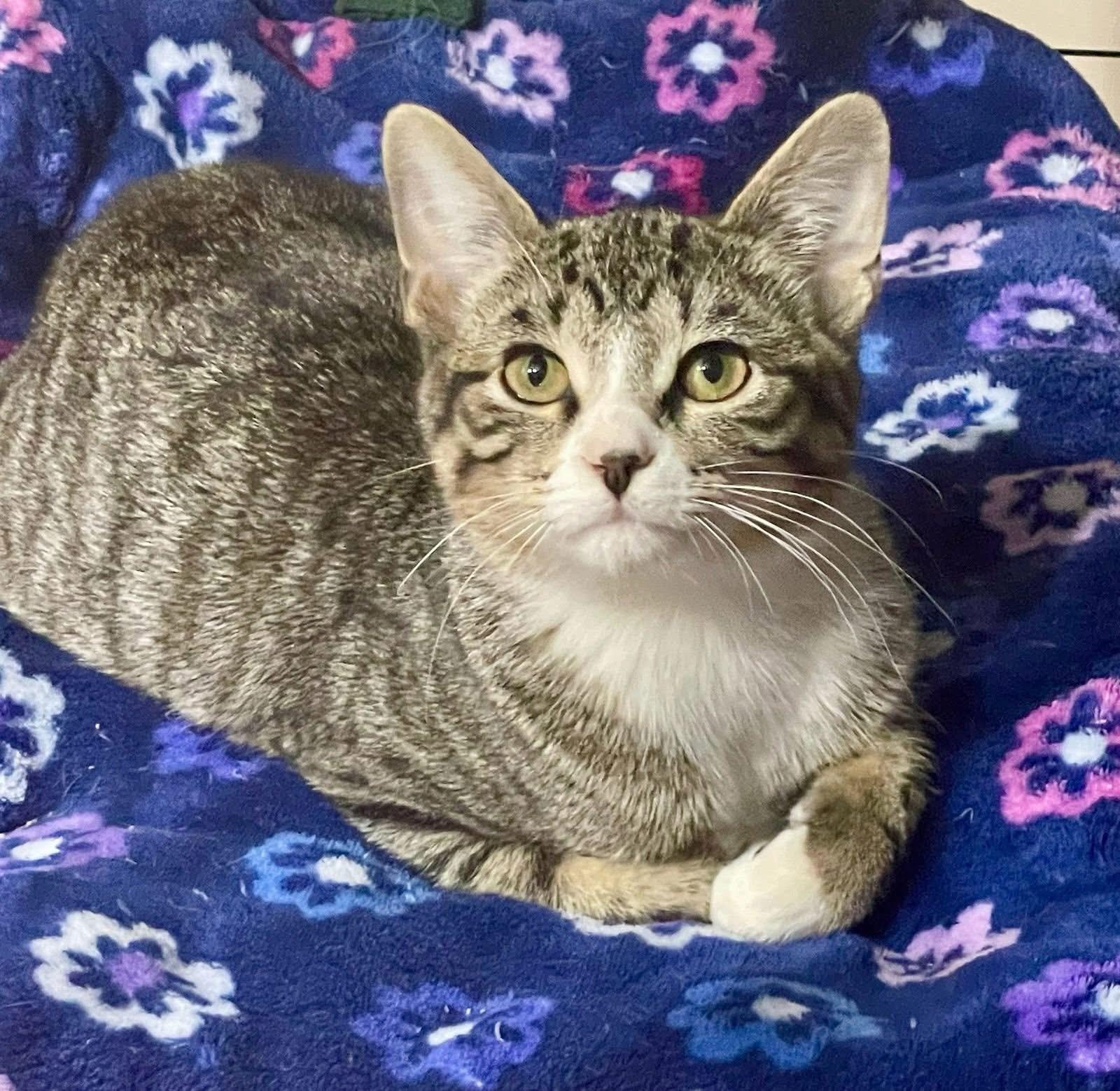 Beyonce, a Adoptable mixed breed in Lacon, IL image 2/3