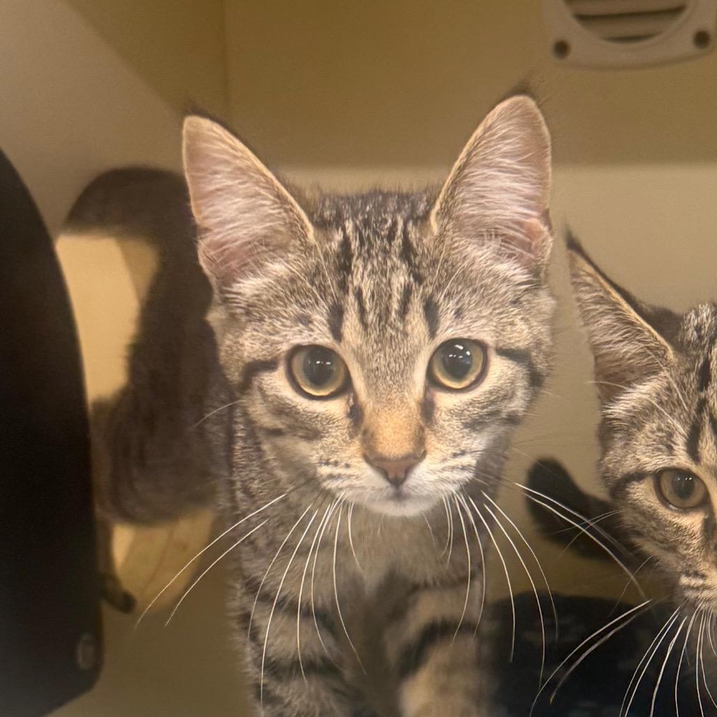 Enlarge Basil, a Adoptable Domestic Short Hair in Garfield, AR image 1/1