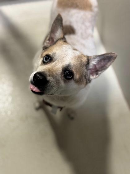 Enlarge Strawberry, a Adoptable mixed breed in Paso Robles, CA image 1/1