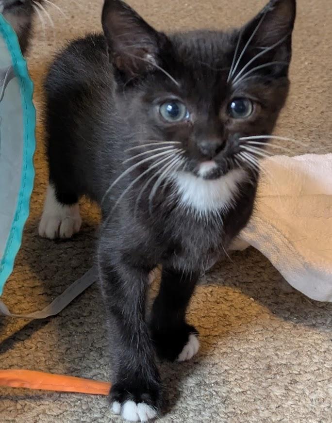 Audi (Bonded with Kia), Adoptable, Young Female Domestic Short Hair.