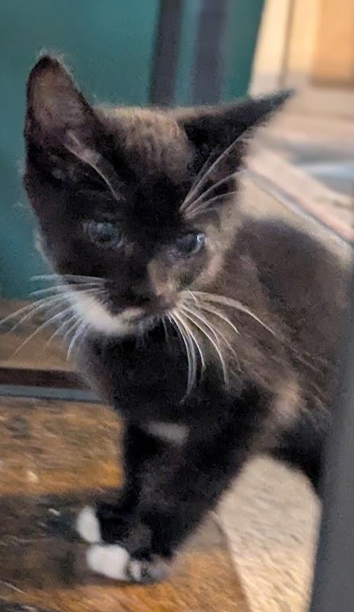 Enlarge Audi (Bonded with Kia), a Adoptable Domestic Short Hair in Little Rock, AR image 3/6