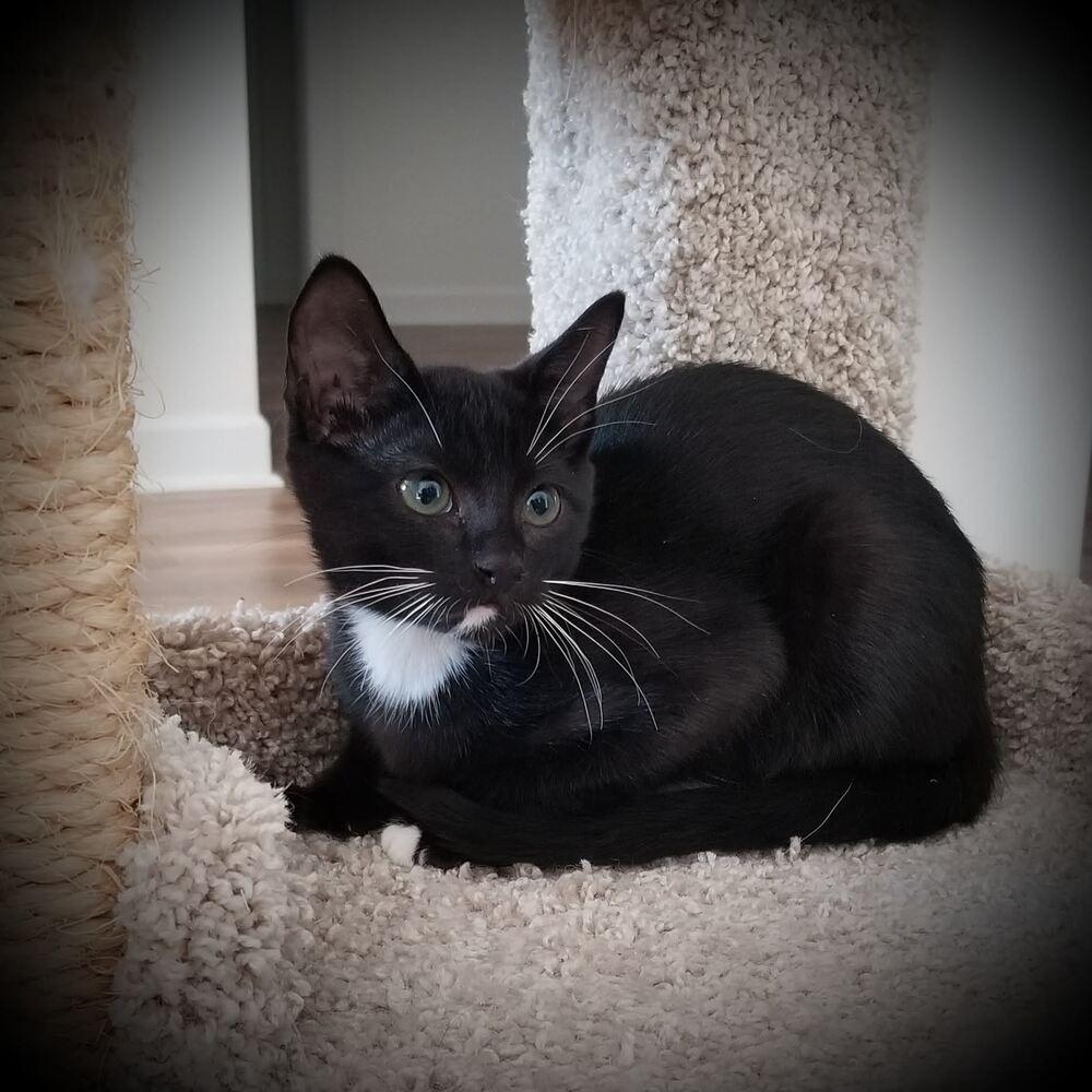 Enlarge Audi (Bonded with Kia), a Adoptable Domestic Short Hair in Little Rock, AR image 5/6