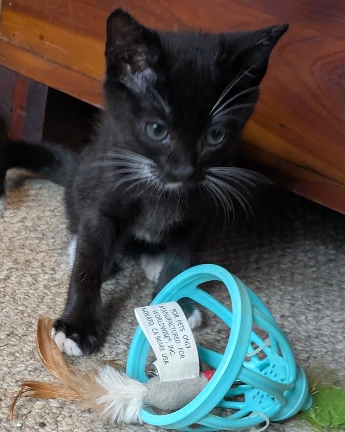 Enlarge Audi (Bonded with Kia), a Adoptable Domestic Short Hair in Little Rock, AR image 6/6