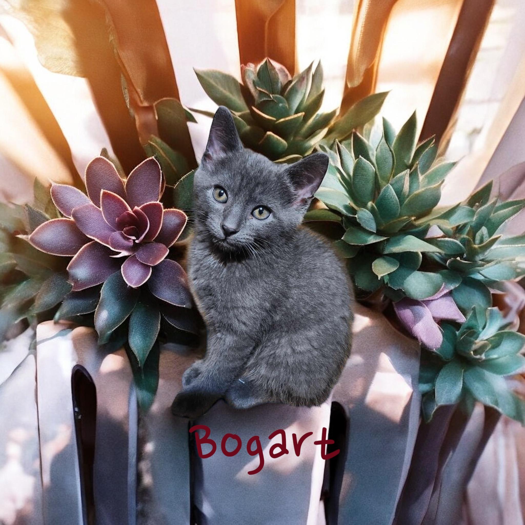 Bogart, Baby Male Domestic Medium Hair